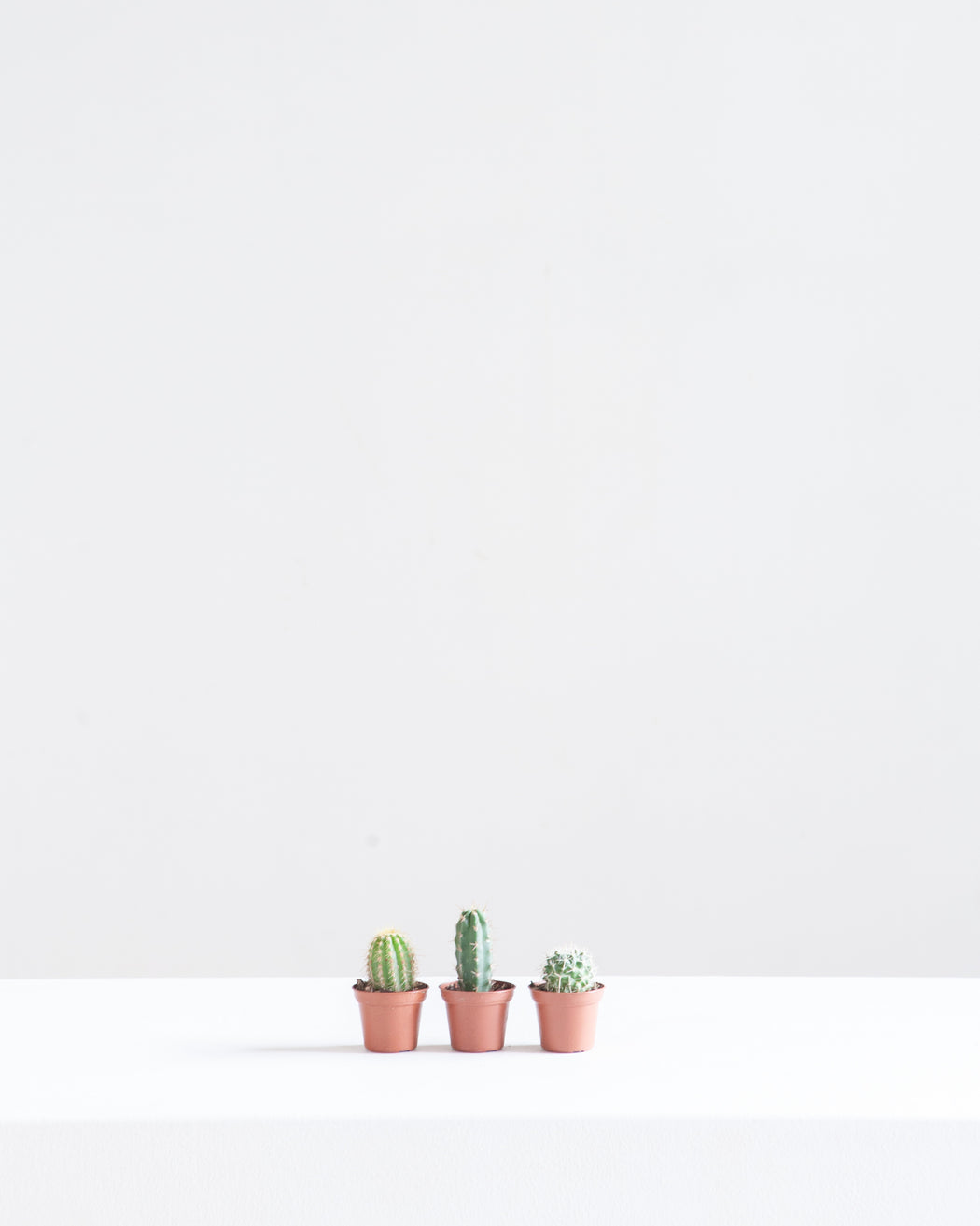Assorted Cactus - 1.5-2 inch pot