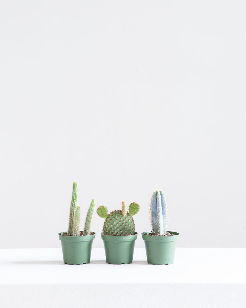 ASSORTED CACTUS 3-4" Grower Pot