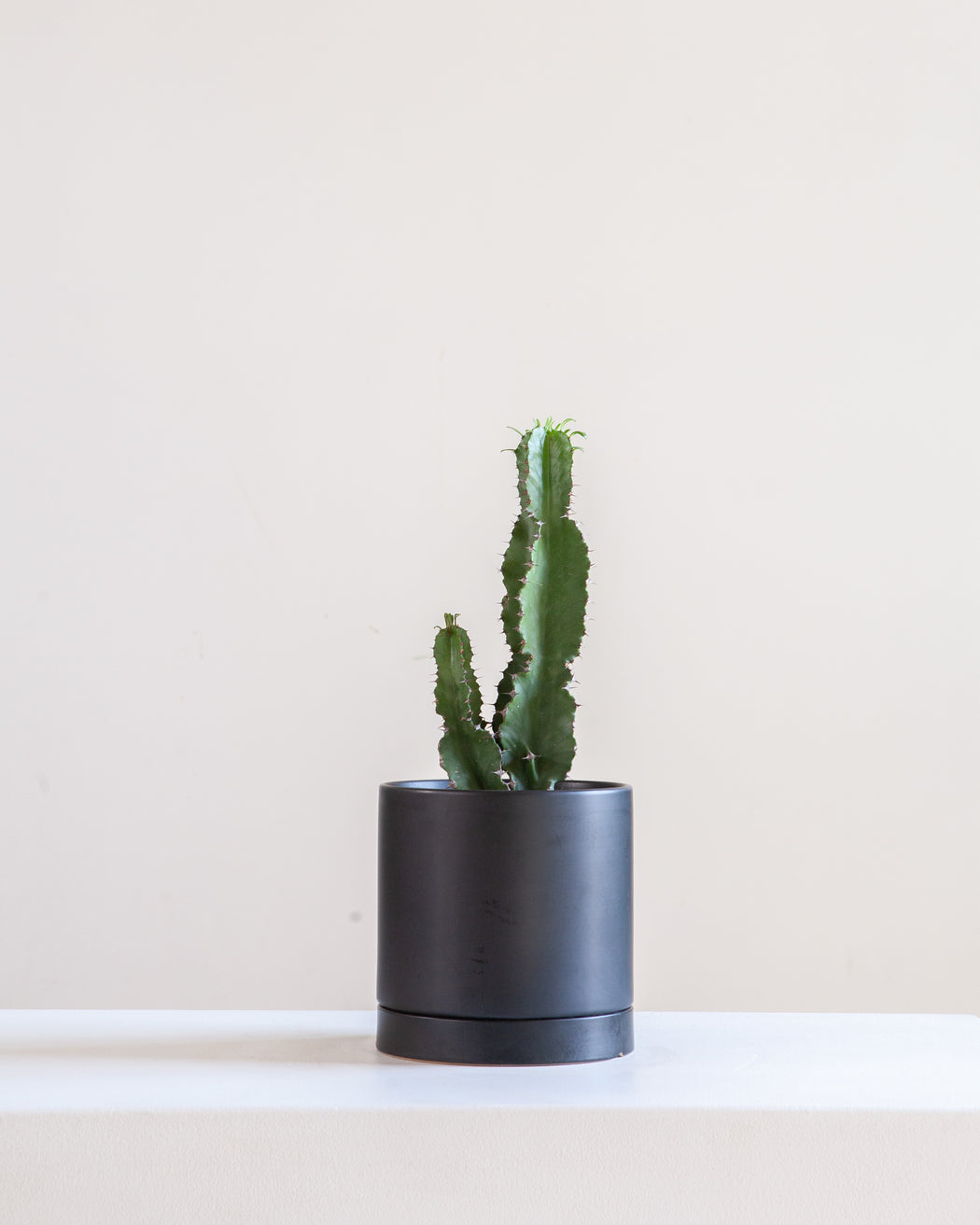 7.25" ROMEY BLACK WITH 6" ASSORTED EUPHORBIA