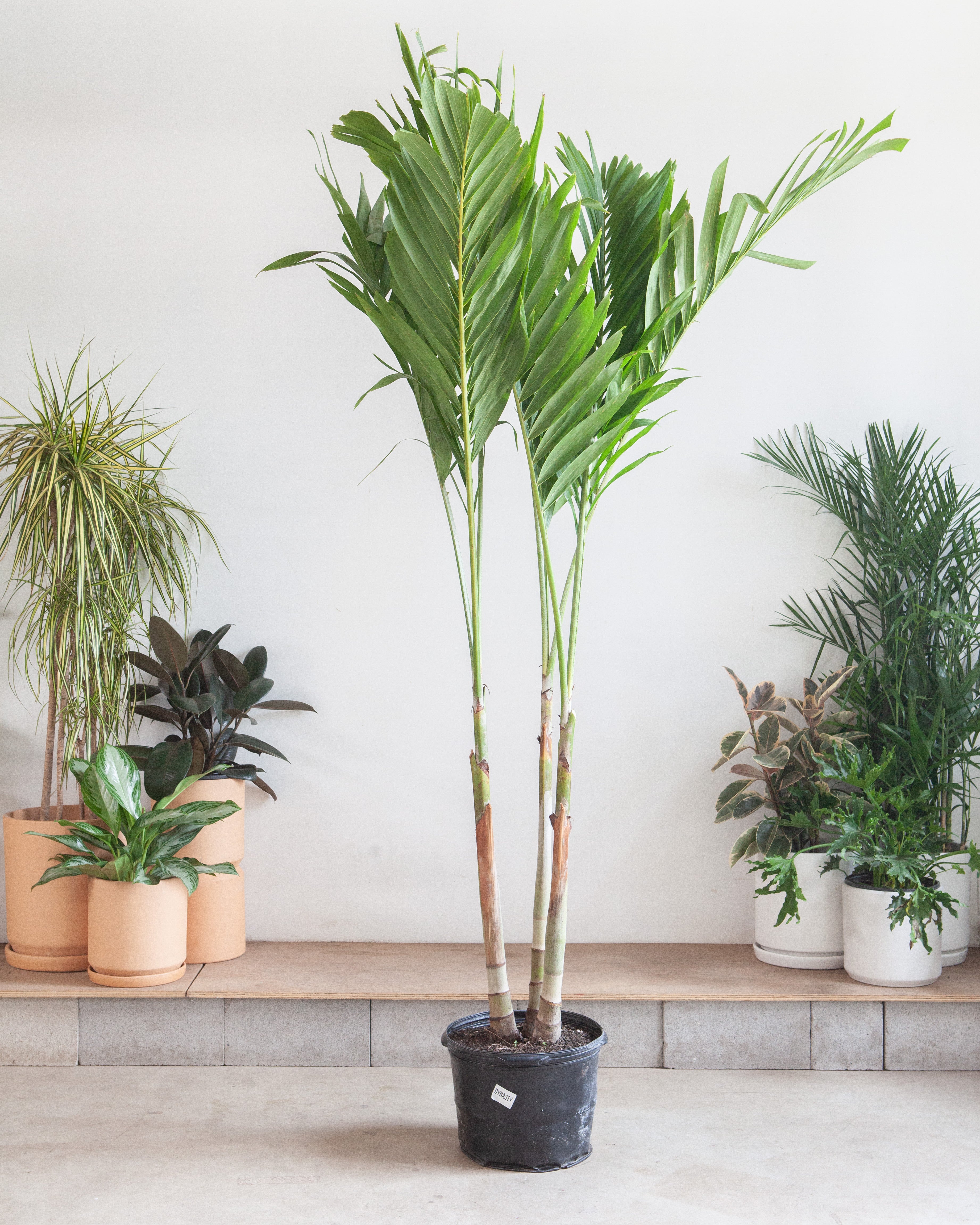 christmas palms with philodendron Christmas Palm: Adonidia merrillii - 14 inch pot