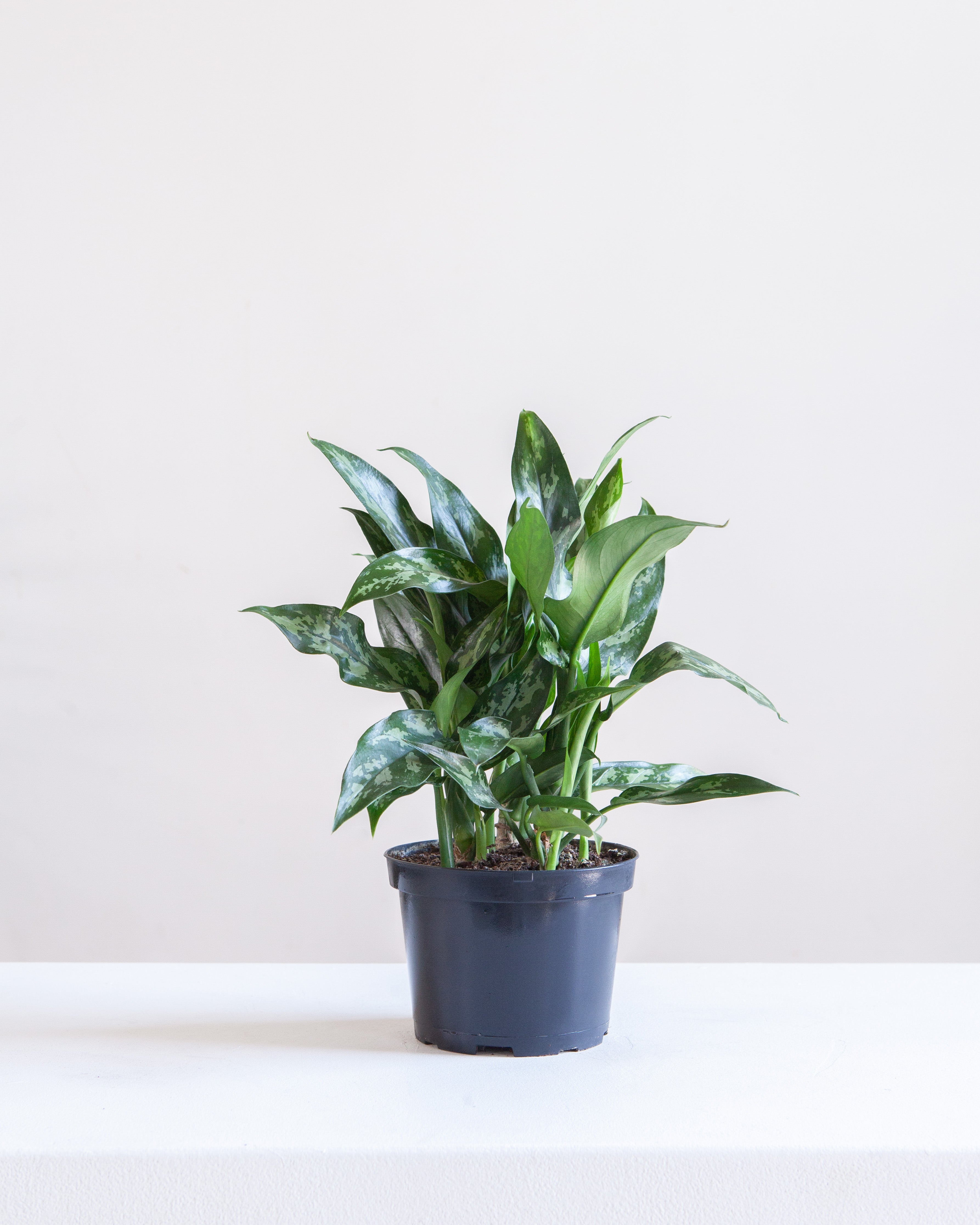 Super Maria Chinese Evergreen: Aglaonema - 6 inch pot