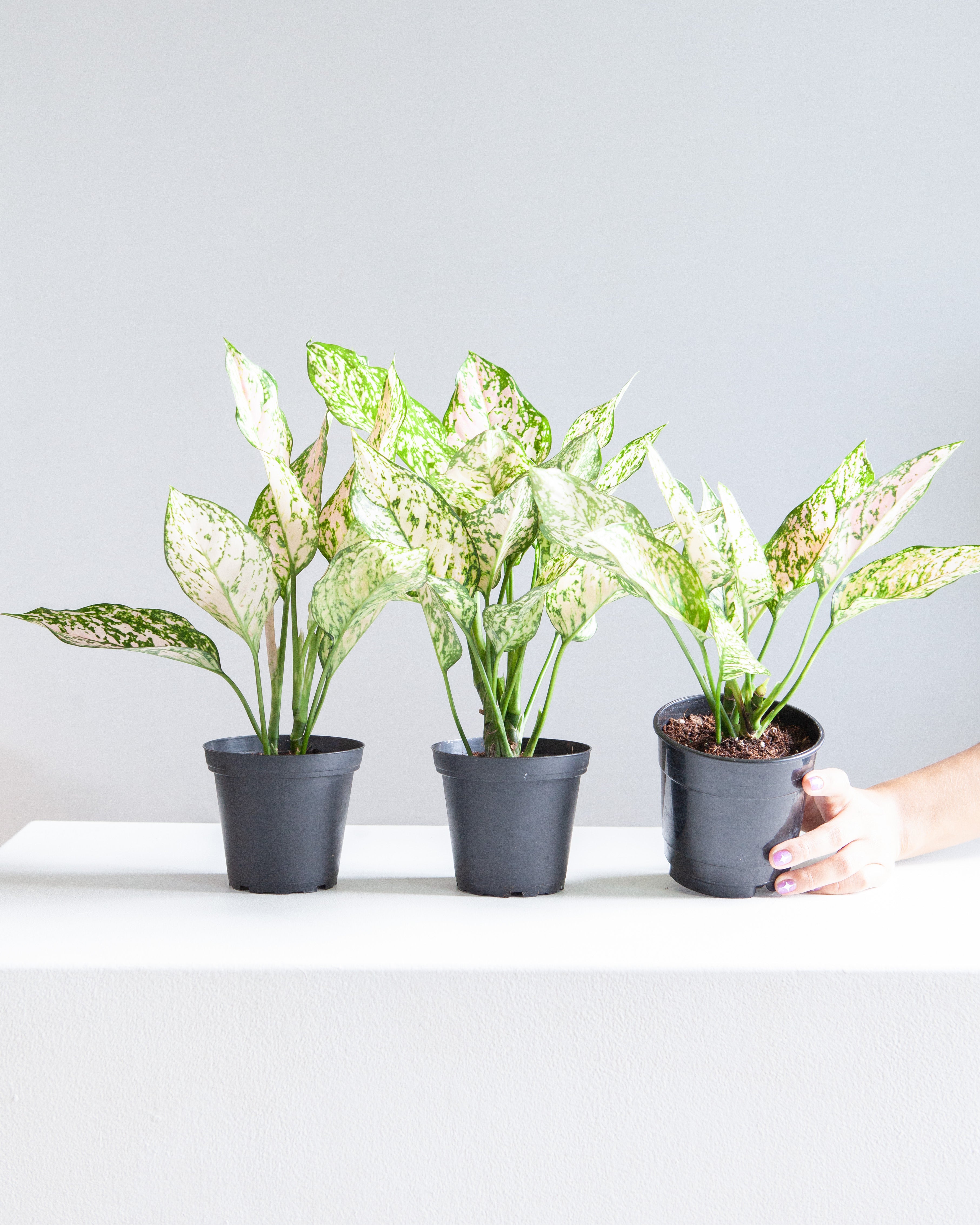 Pink Princess Chinese Evergreen: Aglaonema
