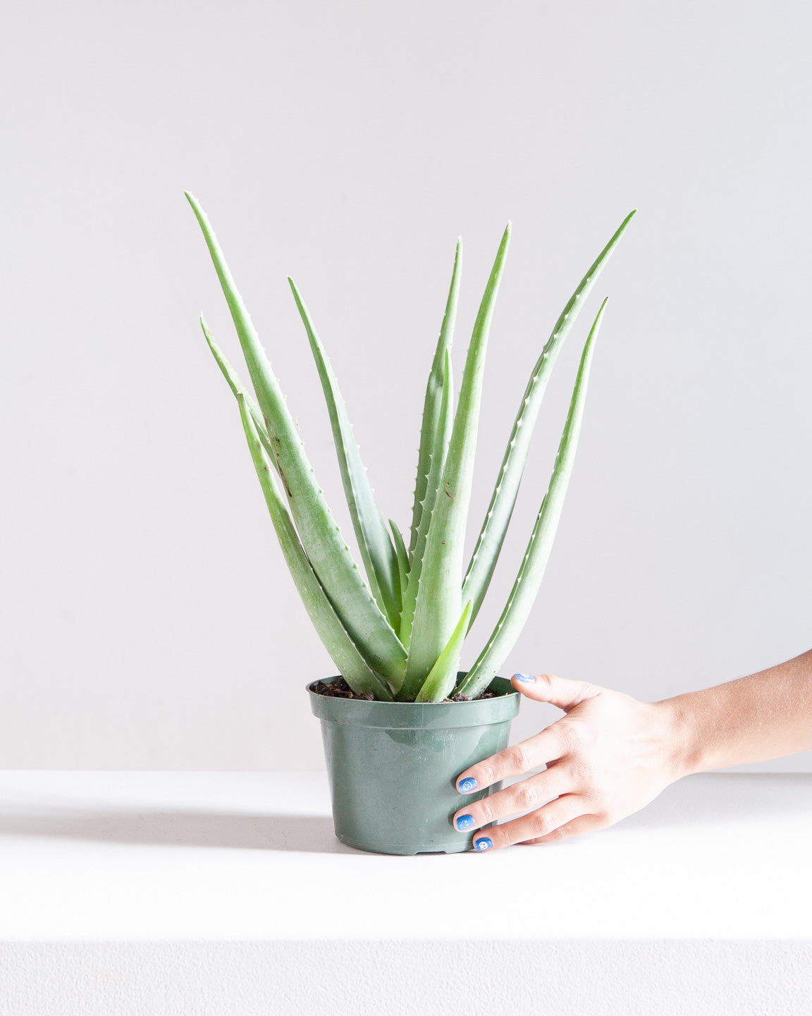 Aloe Vera: Aloe barbadensis - 6 inch pot
