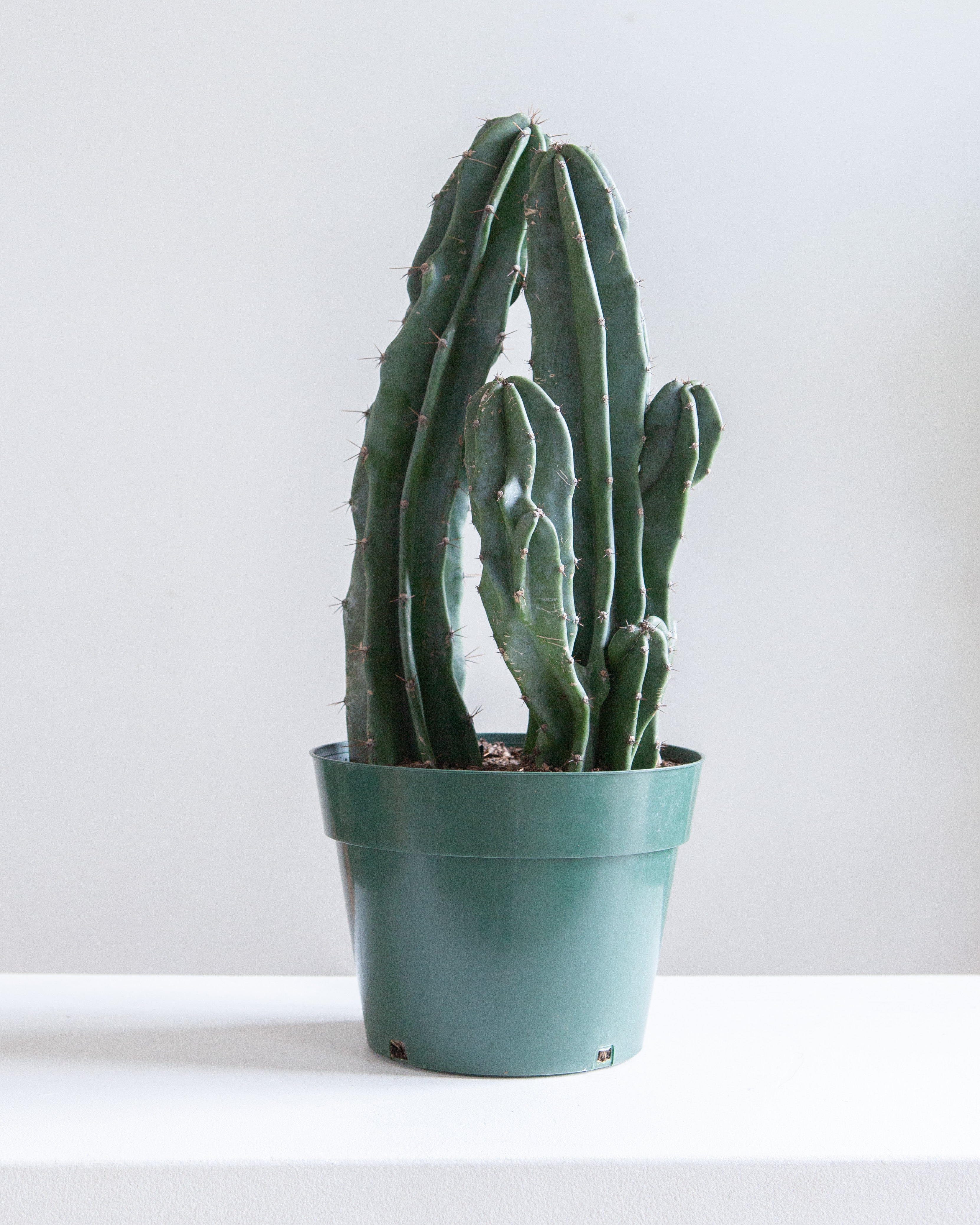 CACTUS 'PERU' 10" grower pot