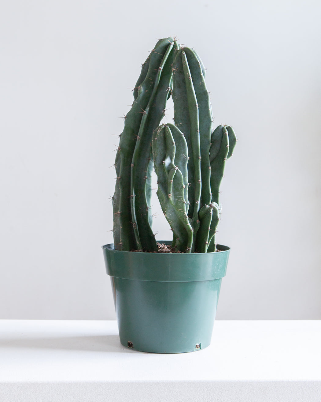 CACTUS 'PERU' 10" grower pot