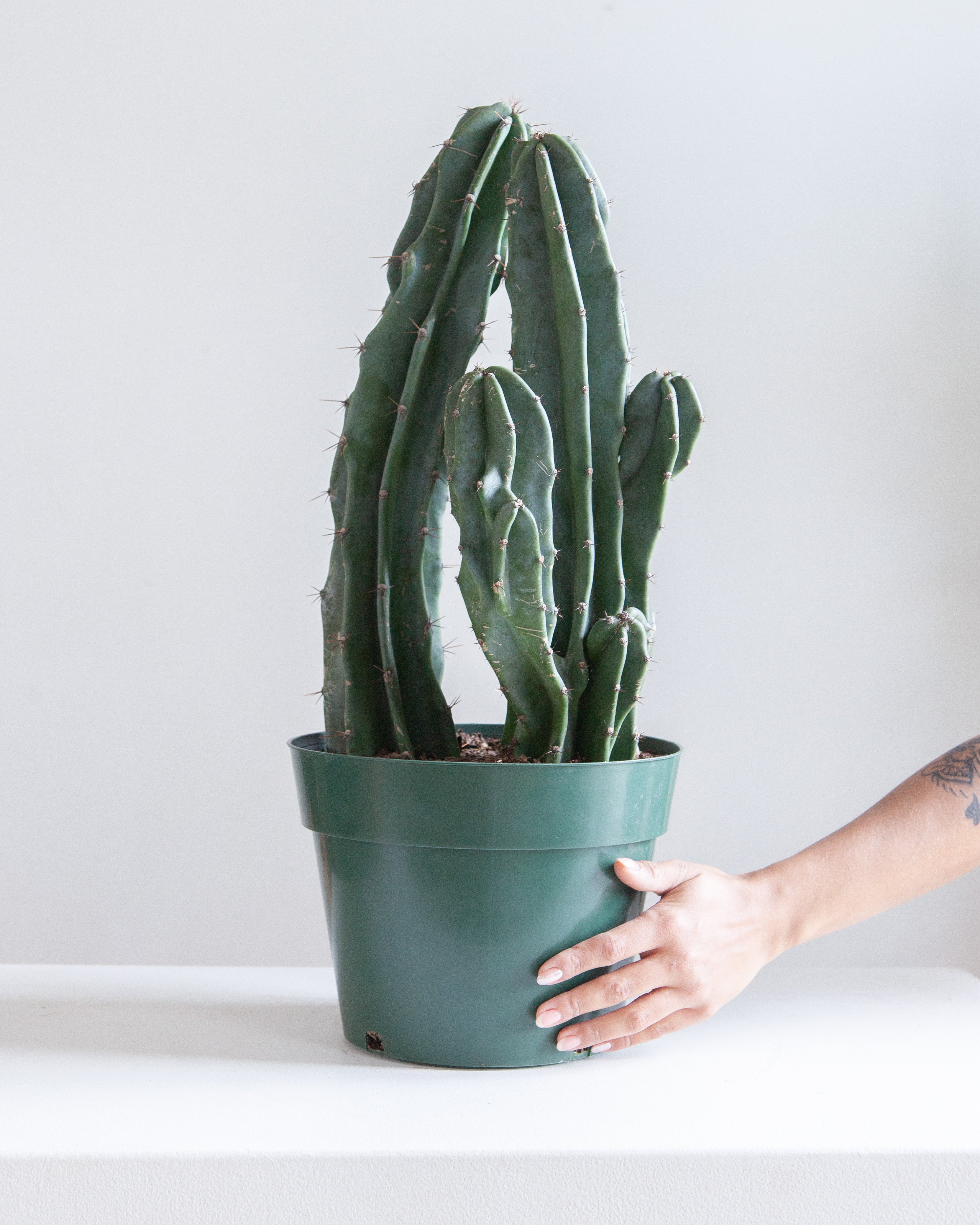 CACTUS 'PERU' 10" grower pot