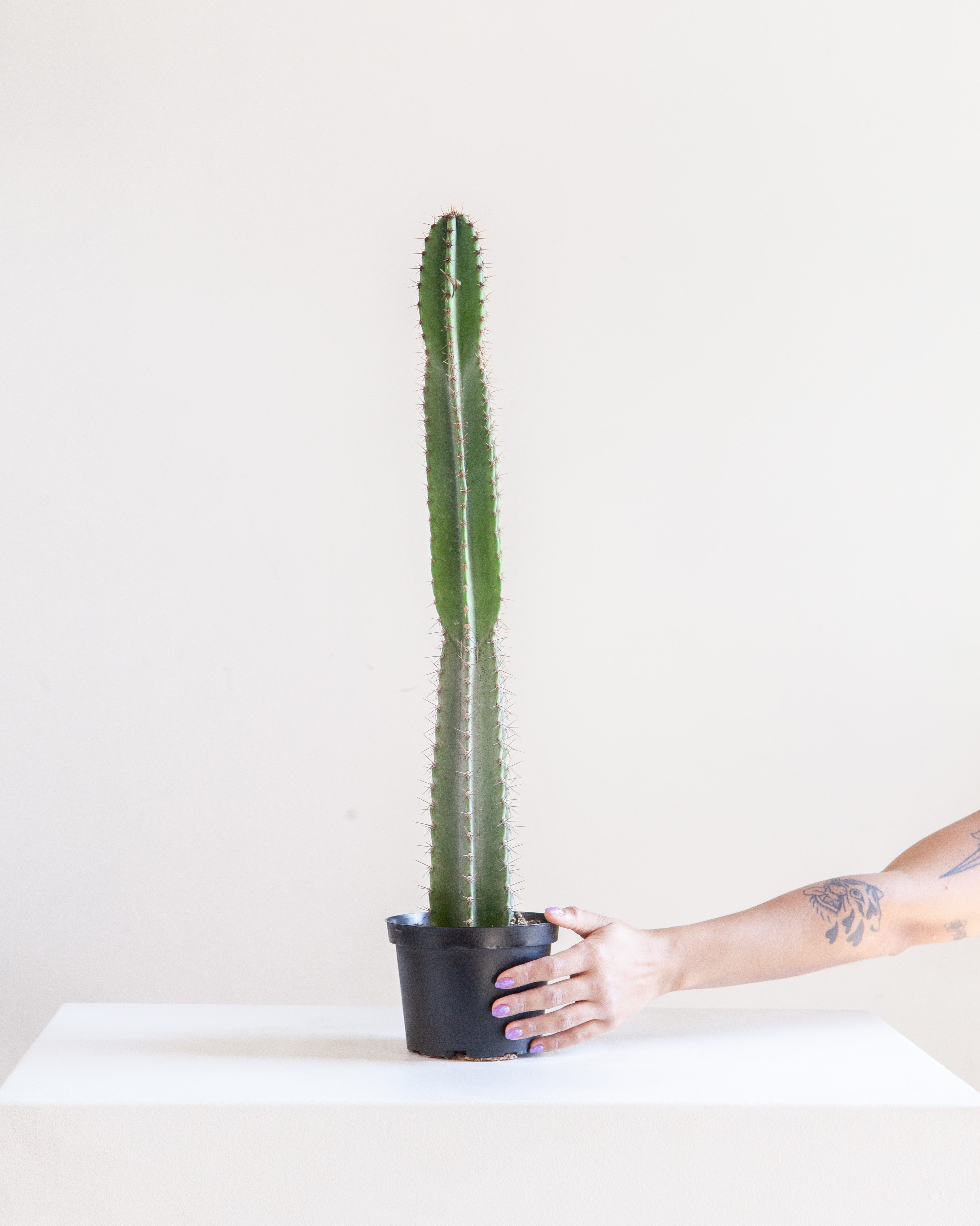 CACTUS 'PERU' 6" grower pot