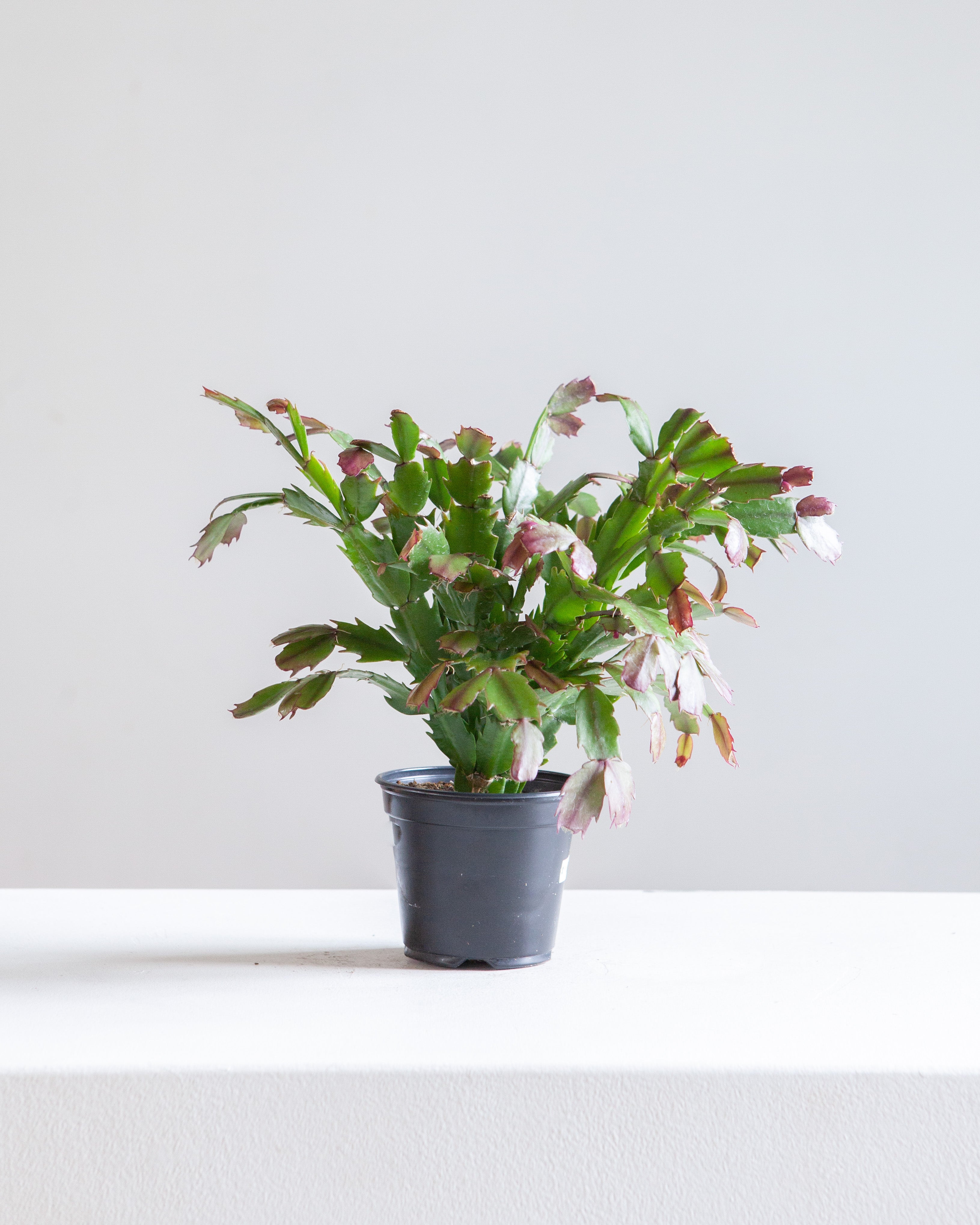 Spring Flowering Cactus: Schlumbergera bridgesii - 4 inch pot