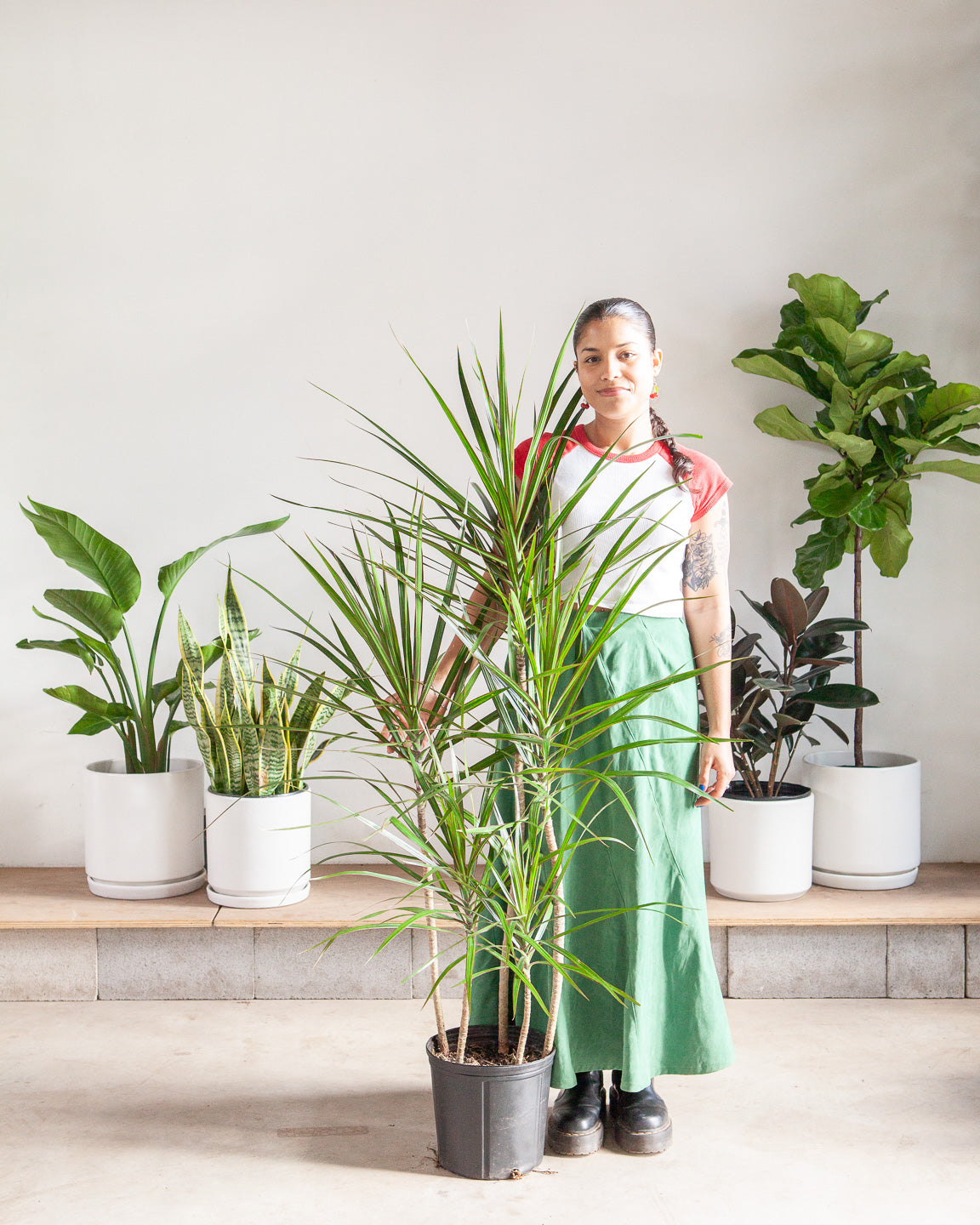 Staggered Dragon Tree: Dracaena marginata - 10 inch pot