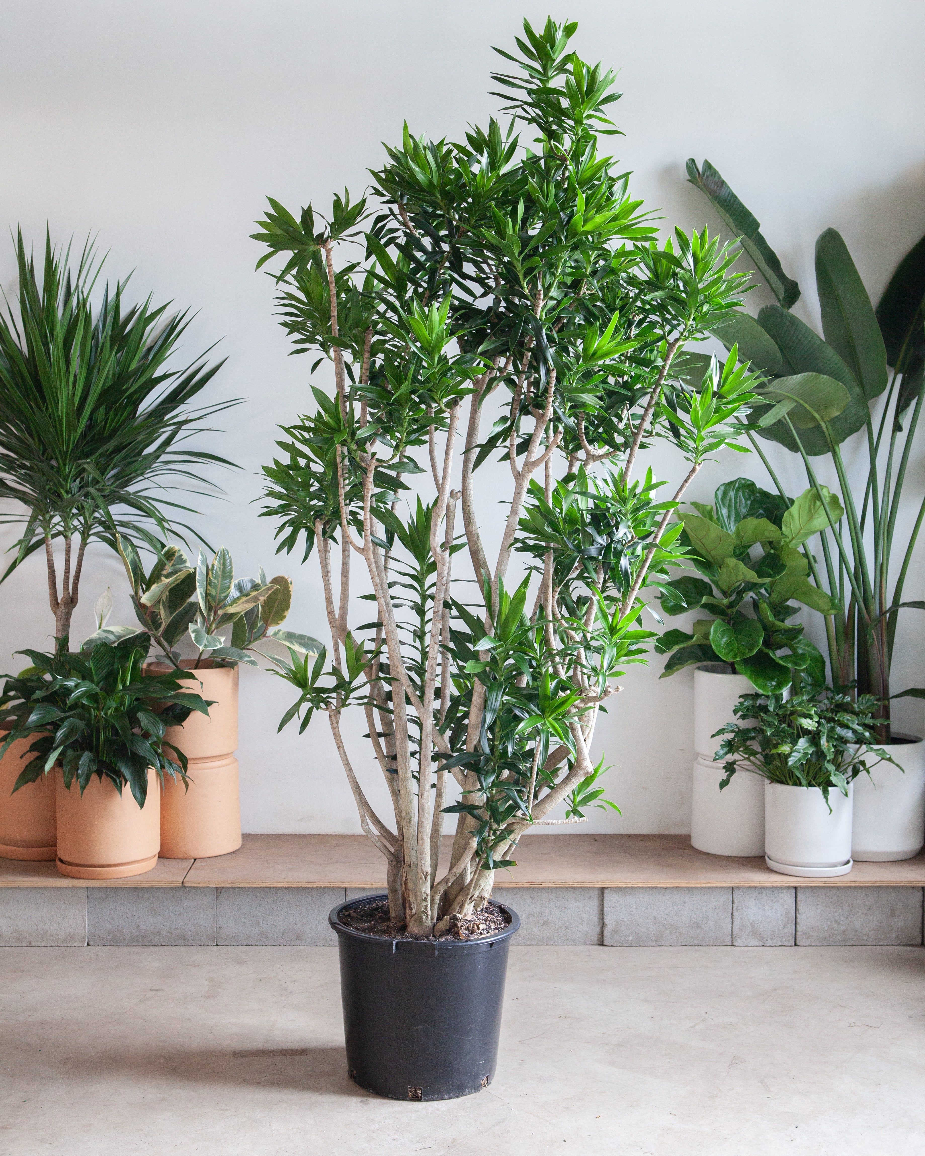 dracaena pleomele Pleomele: Dracaena reflexa - 17 inch pot