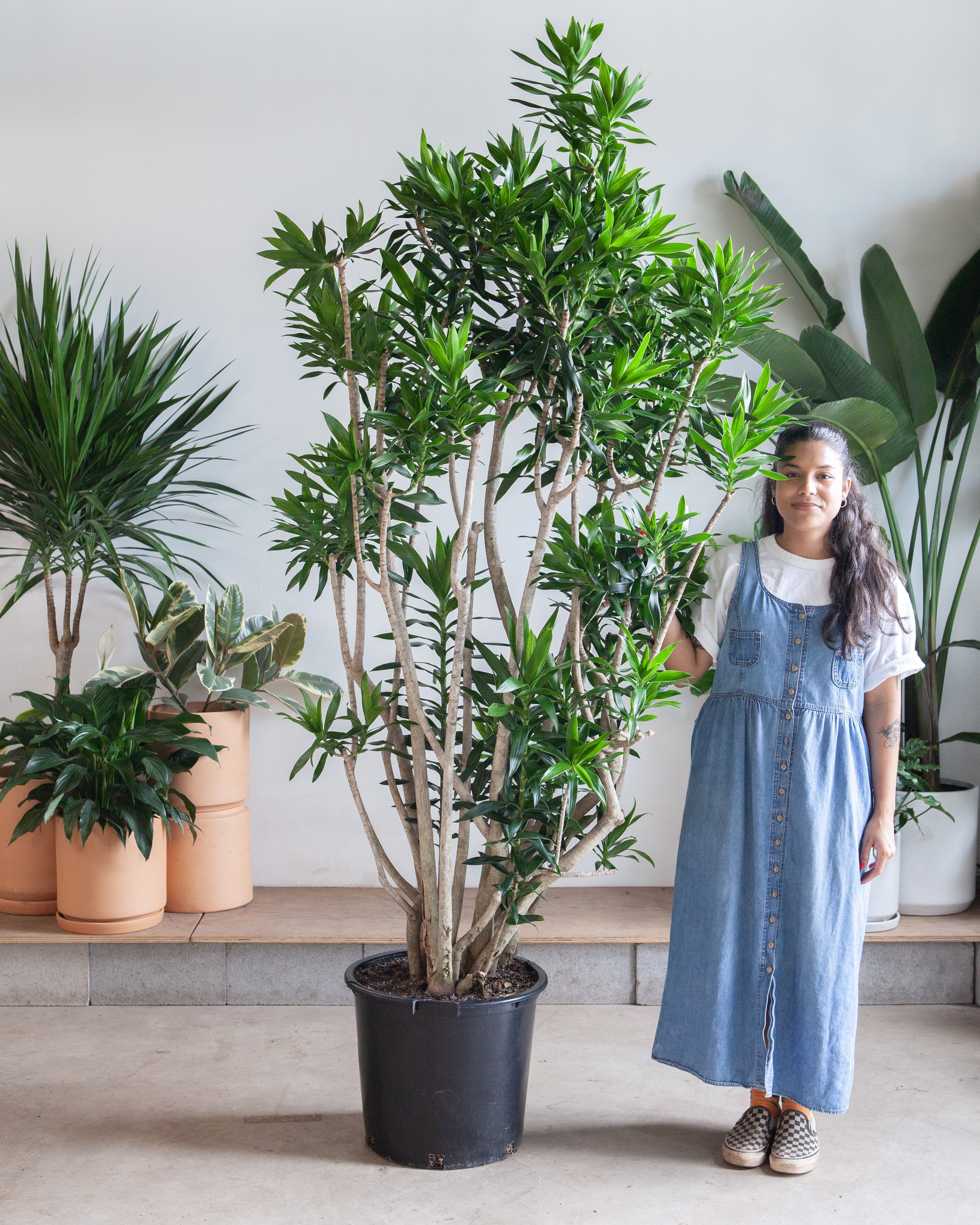 Pleomele: Dracaena reflexa - 17 inch pot - 6-8 foot tall