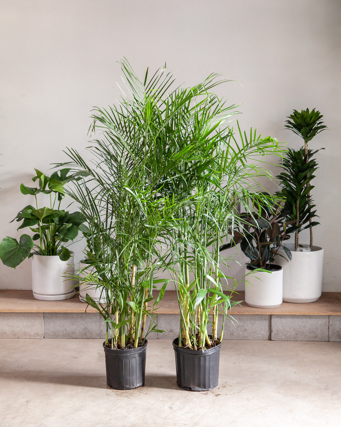 Bamboo Palm: Chamaedorea seifrizii - 10 inch pot - 4-5 foot tall