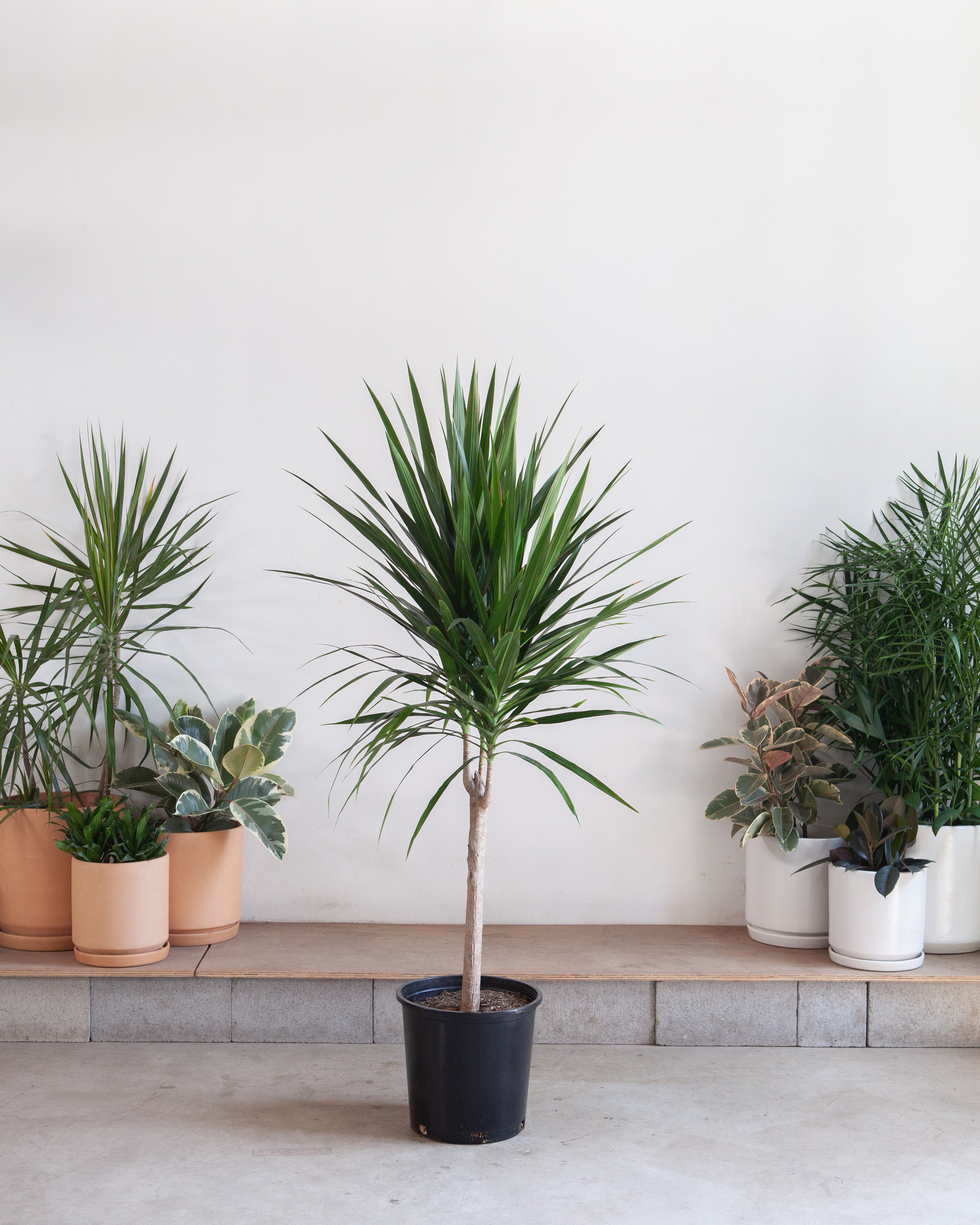 Tarzan Dragon Tree: Dracaena marginata - 14 inch pot - 5-5.5 foot tall