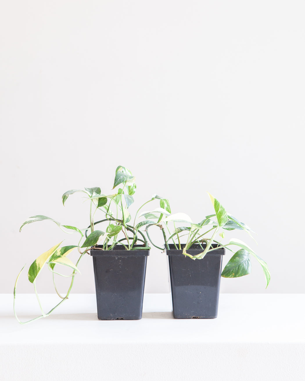 Variegated Albo Pothos: Epipremnum pinnatum - 4 inch pot