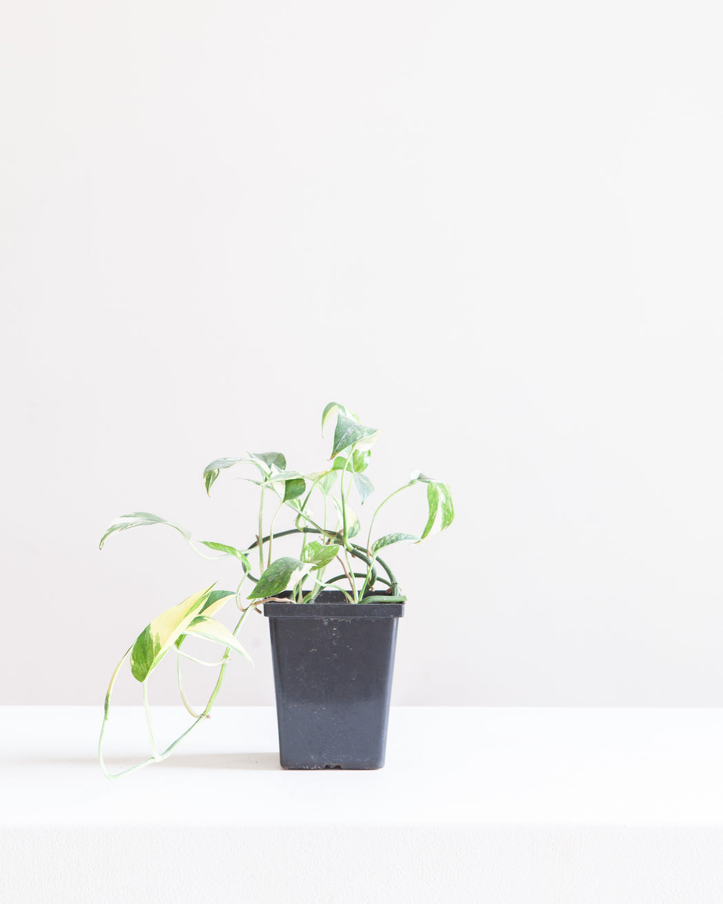 Variegated Albo Pothos: Epipremnum pinnatum - 4 inch pot