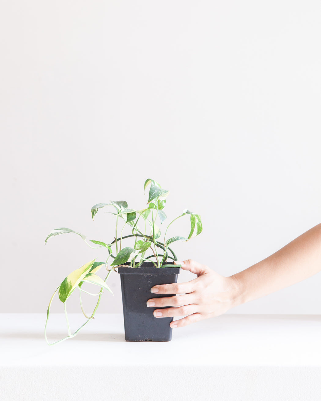 Variegated Albo Pothos: Epipremnum pinnatum - 4 inch pot