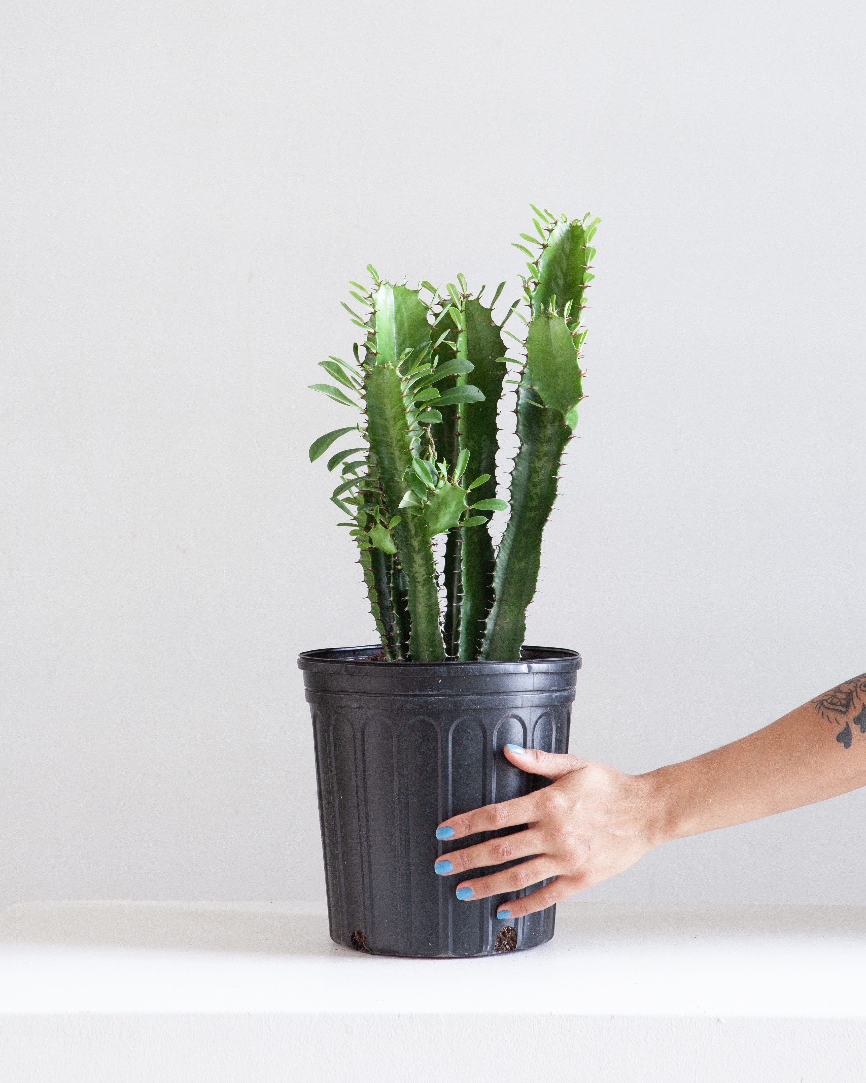 African Milk Tree Cactus: Euphorbia trigona - 10 inch pot