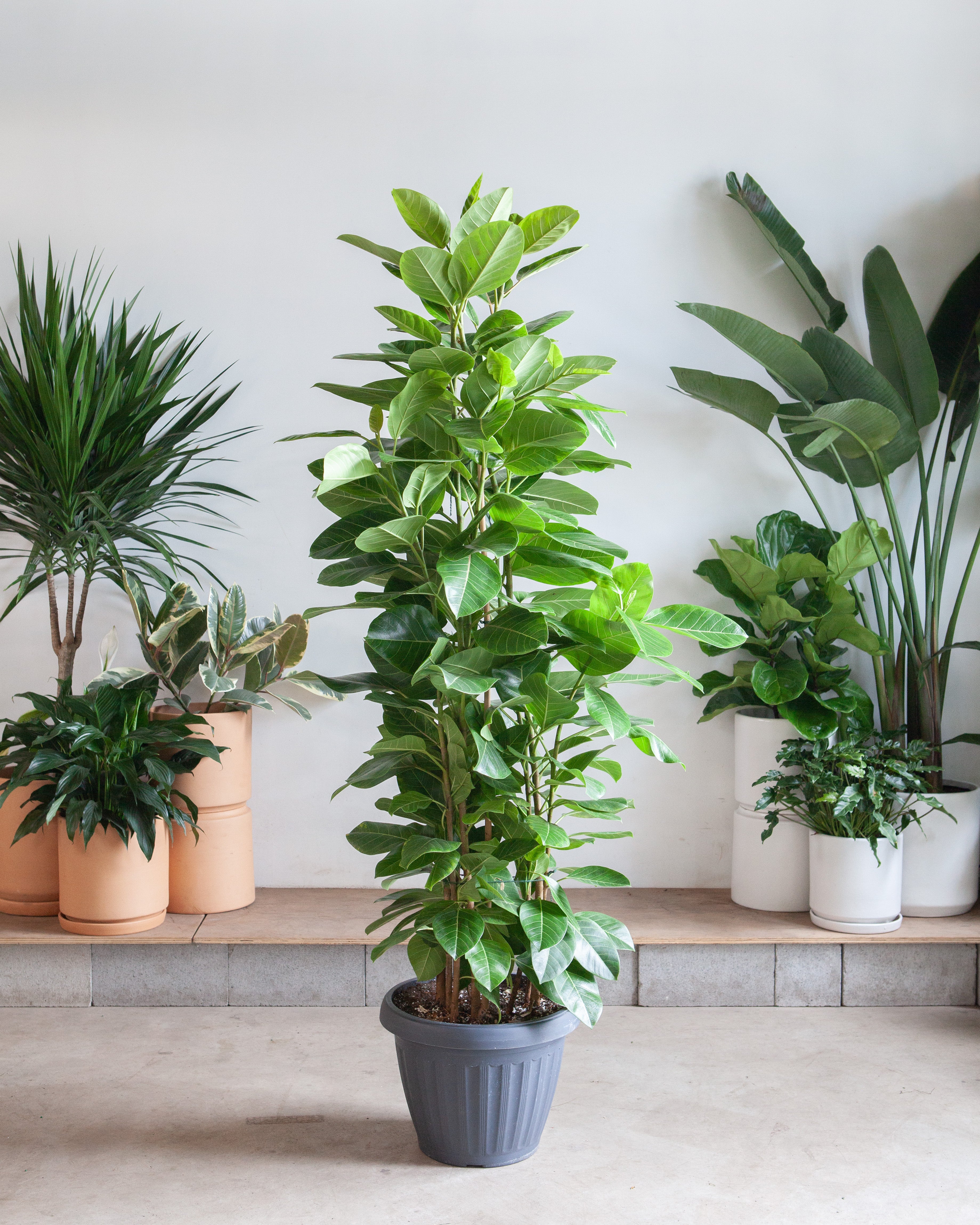 Yellow Gem Fig Column: Ficus altissima - 14 inch pot