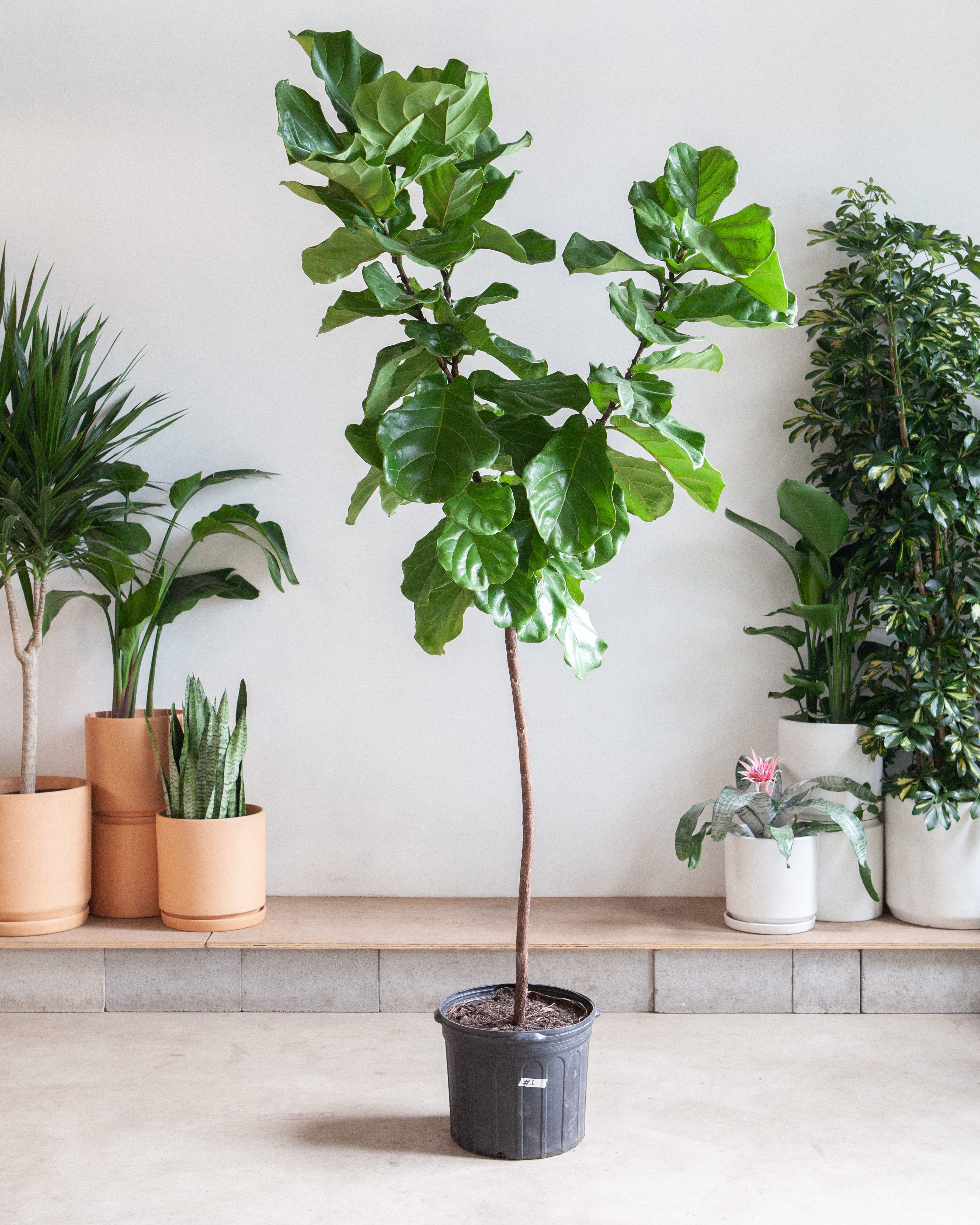 Fiddle Leaf Fig Tree: Ficus lyrata - 17 inch pot - 8-9 foot tall