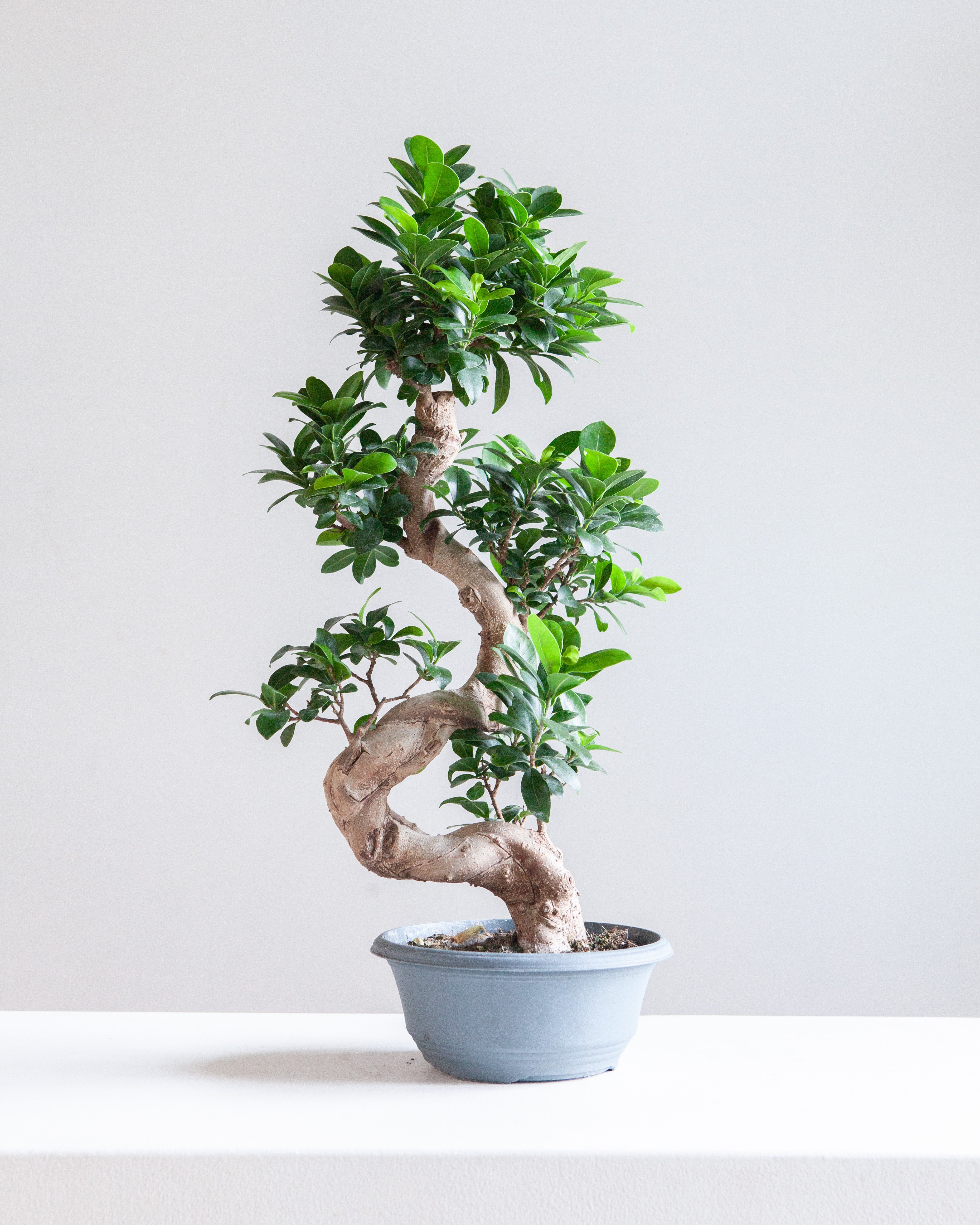 S Shape Ginseng Bonsai: Ficus retusa - 8 inch pot - 2 foot tall  Dynasty  Plants