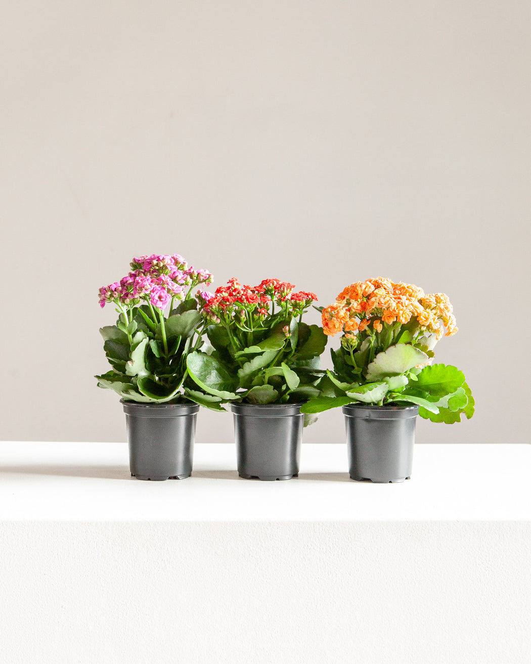 RED FLOWERING KALANCHOE 4" Grower Pot
