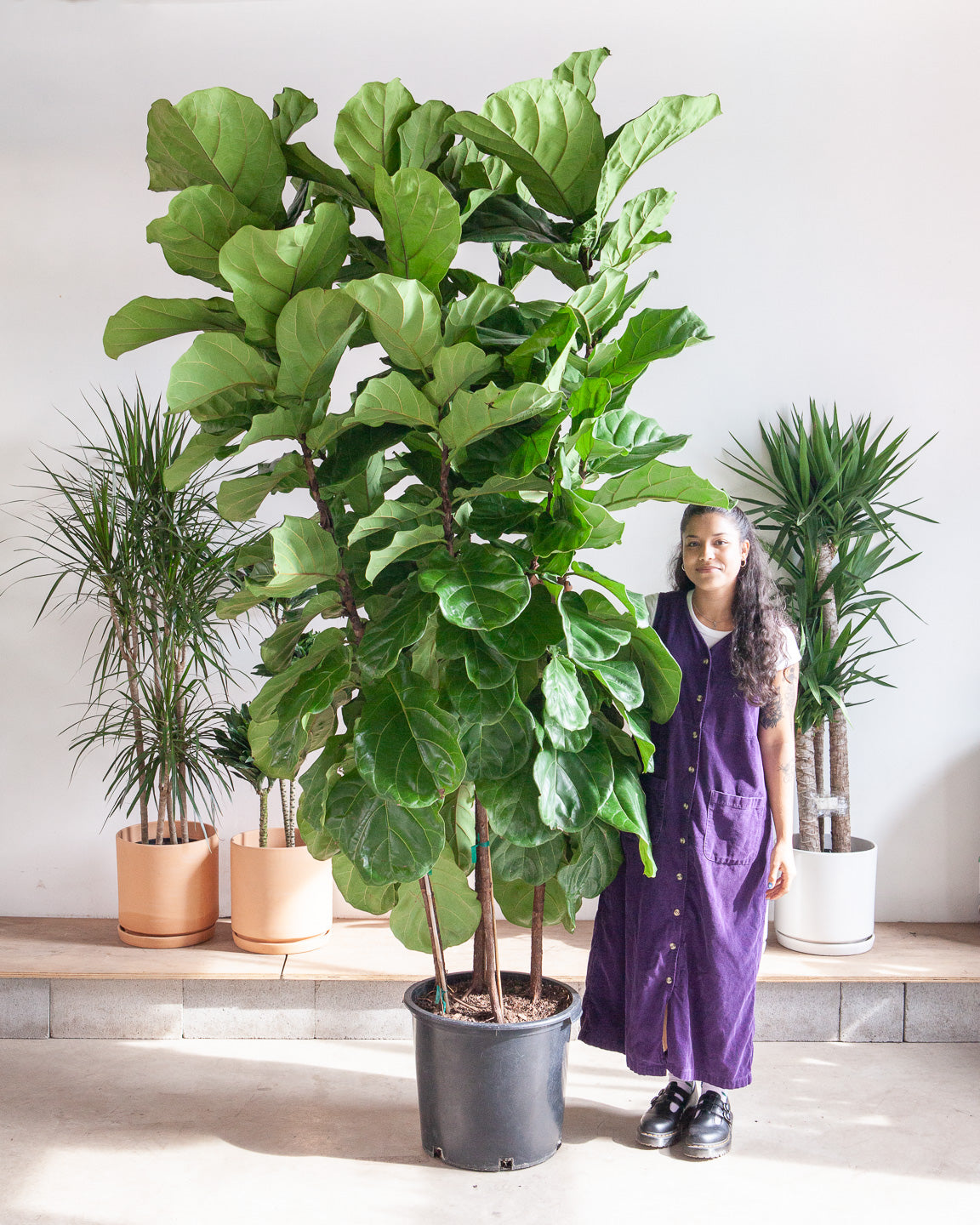 FIDDLE-LEAF FIG (FICUS LYRATA BUSH)  17 Inch. (9' tall)