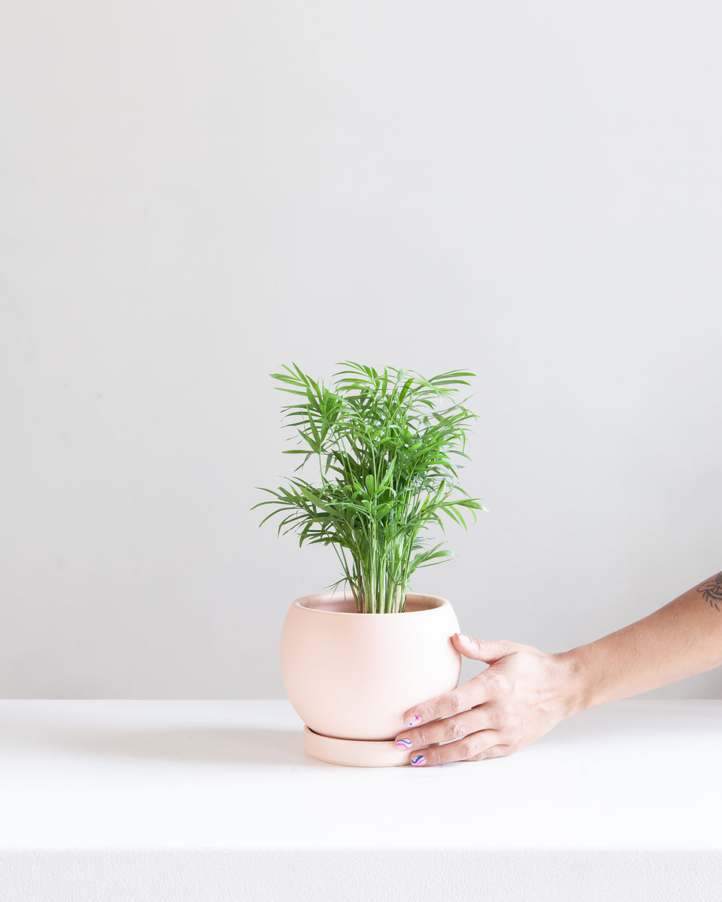 6 Inch MOMMA POTS BOLLÉ - BLUSH