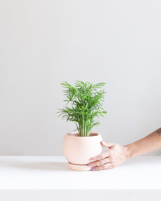 6 Inch MOMMA POTS BOLLÉ - BLUSH