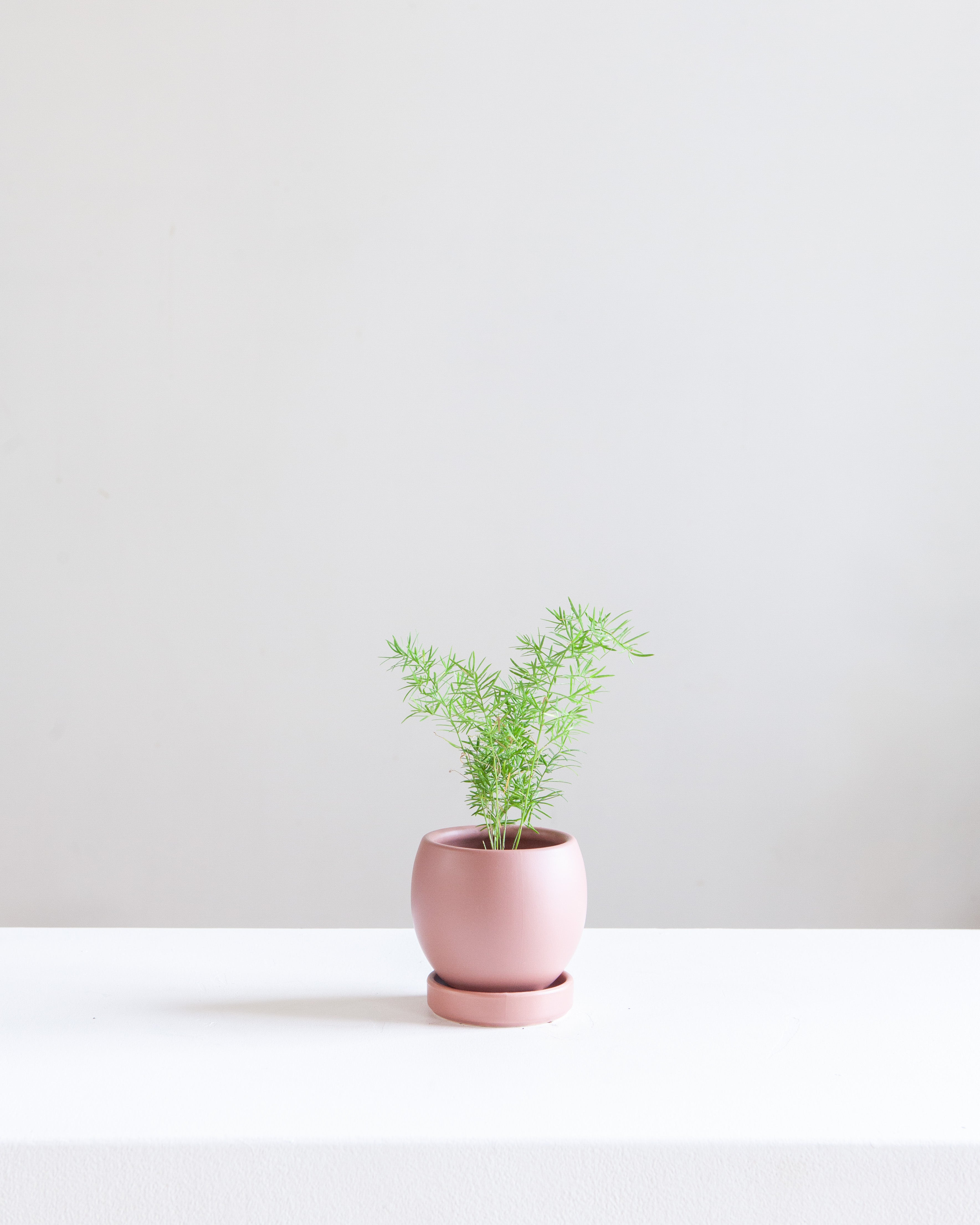 dusty pink plant pot Small 4 Inch MOMMA POTS BOLLÉ