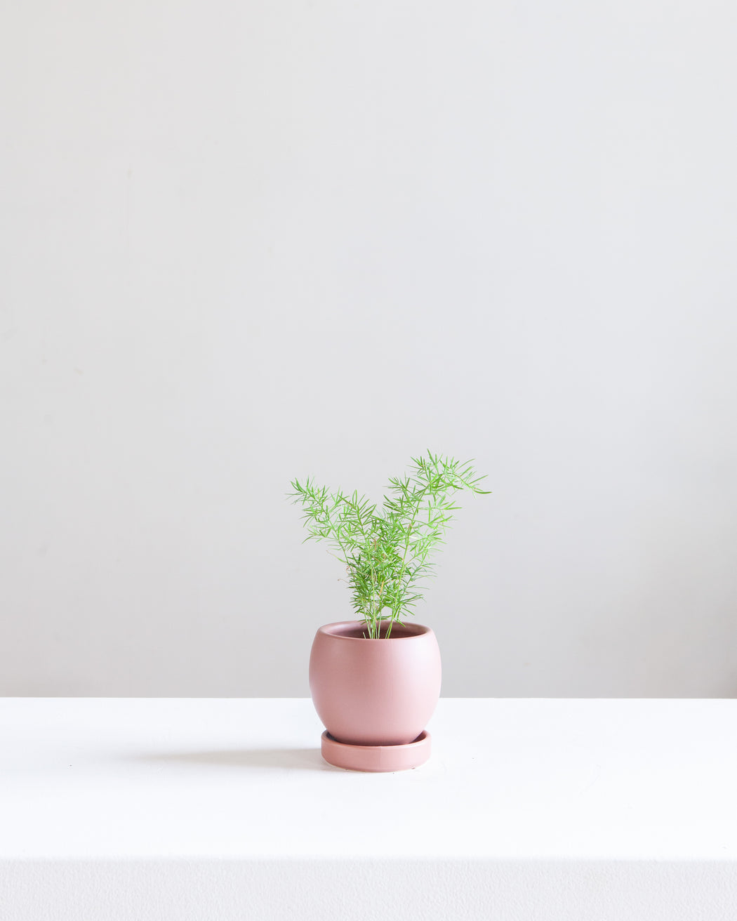 Small 4 Inch MOMMA POTS BOLLÉ - DUSTY ROSE