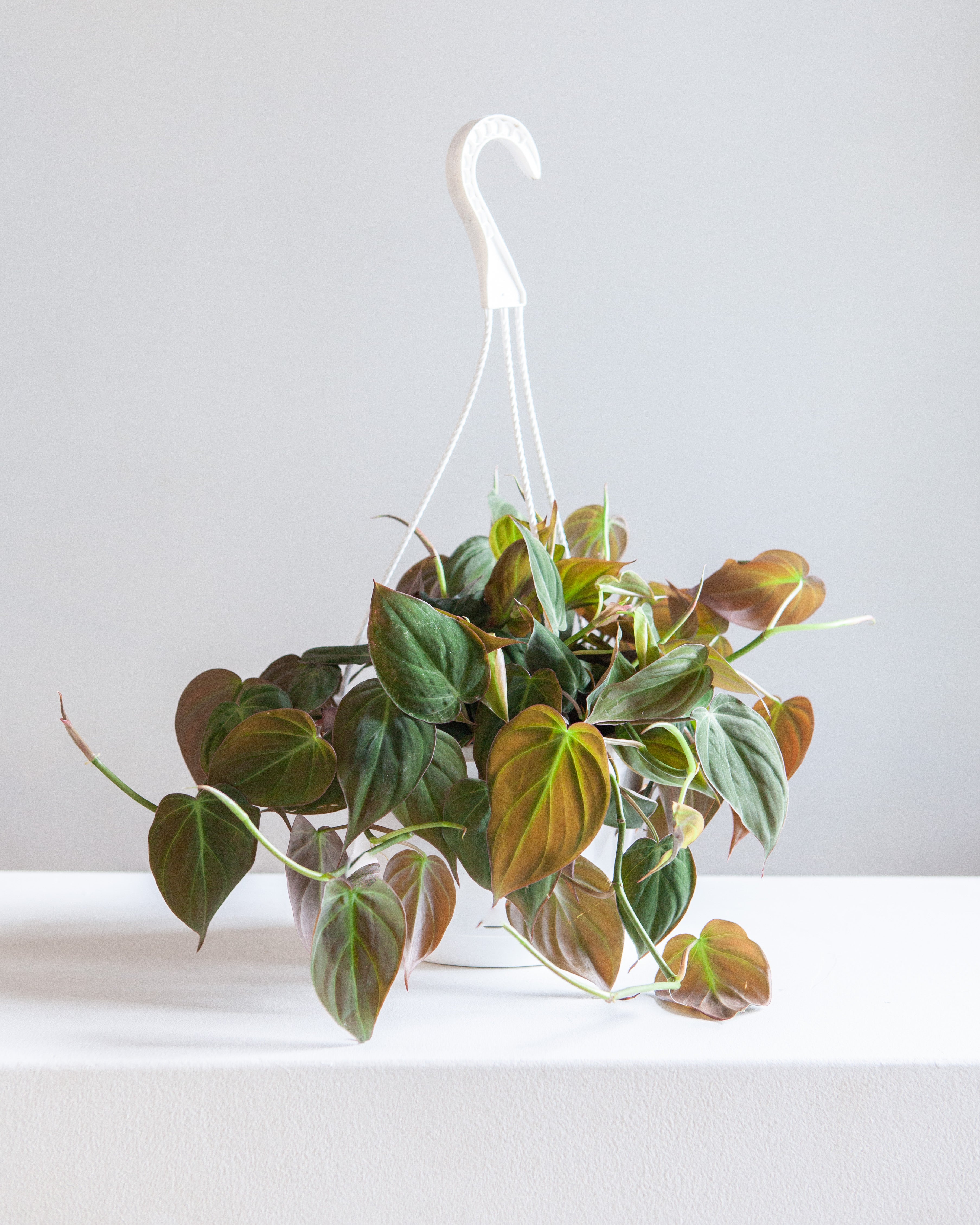 Velvet Leaf: Philodendron micans - 8 inch hanging basket