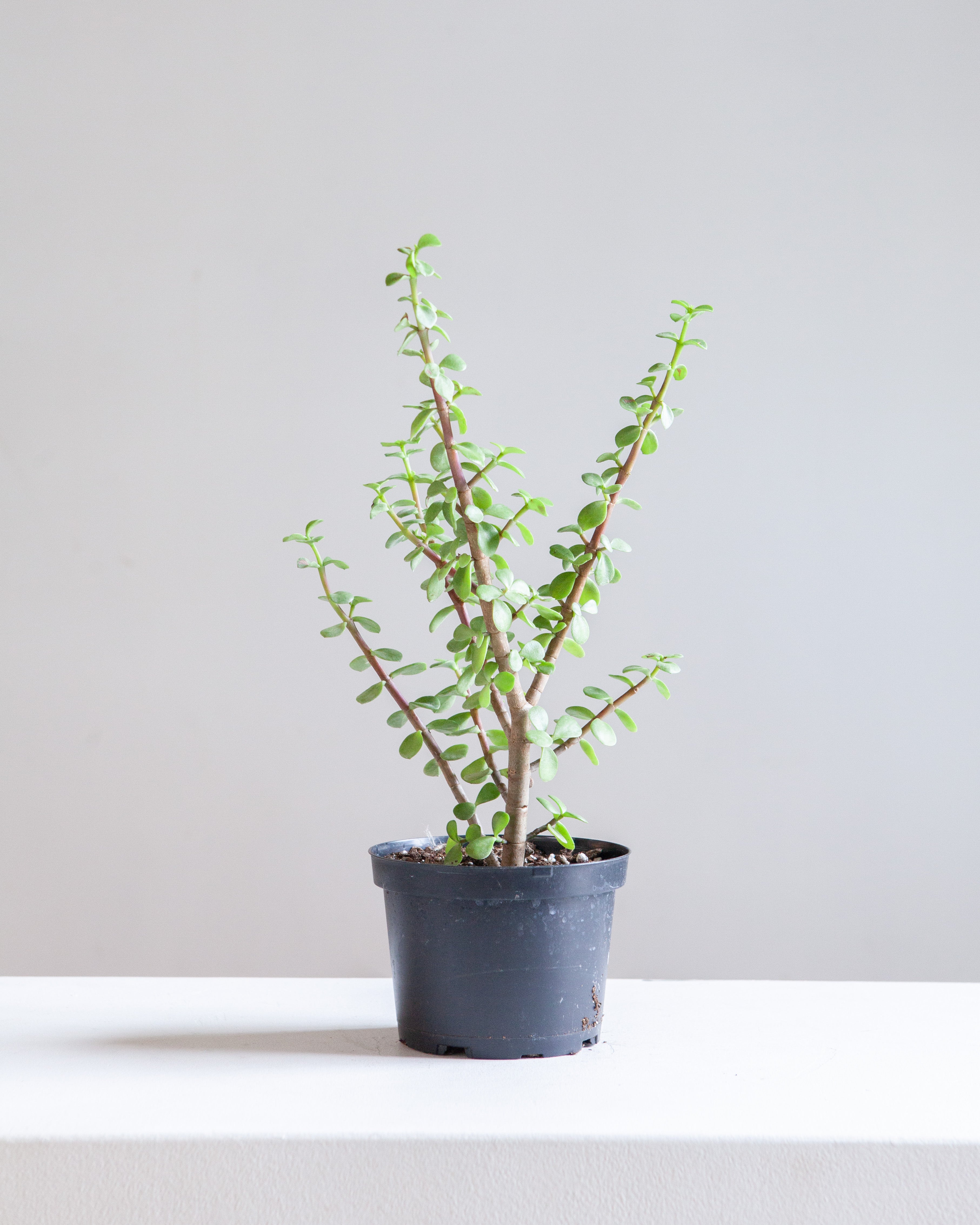 portulacaria jade plant PORTULACARIA ELEPHANT JADE 6" Grower Pot – Dynasty Plants