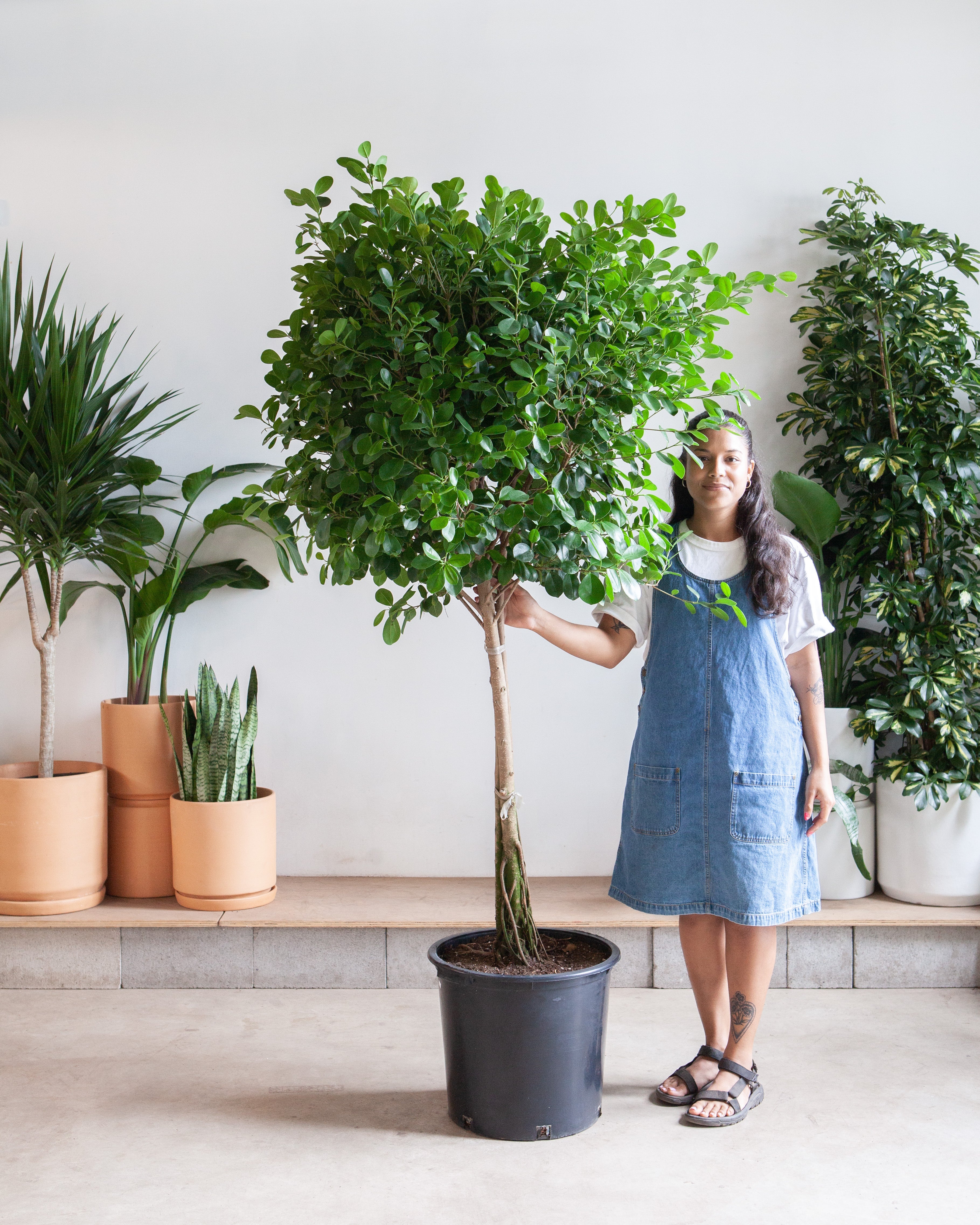 ficus microcarpa indoor plant Ficus Moclame: Ficus microcarpa - 17 inch pot