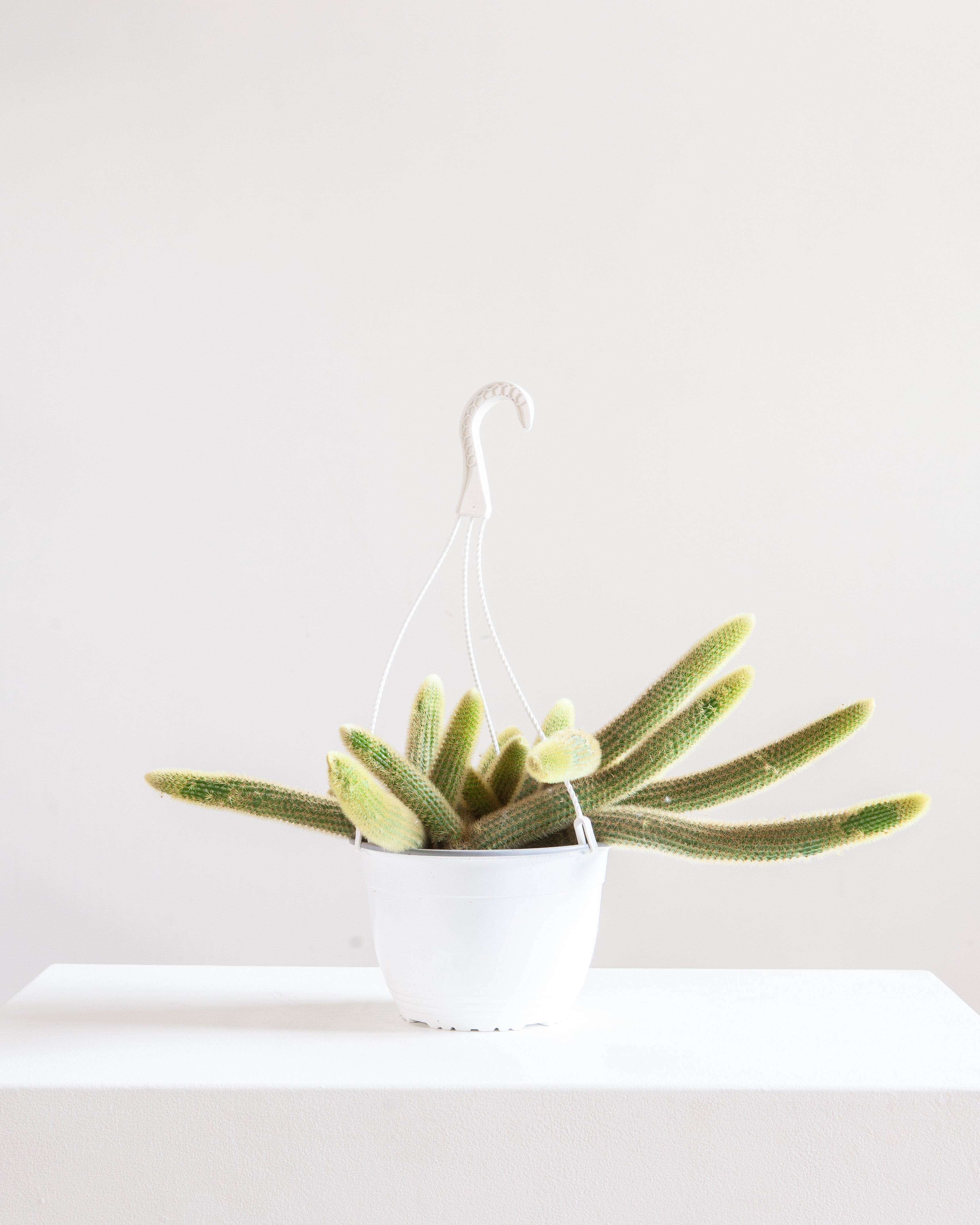 Monkey Tail Cactus: Cleistocactus colademononis - 8 inch hanging basket