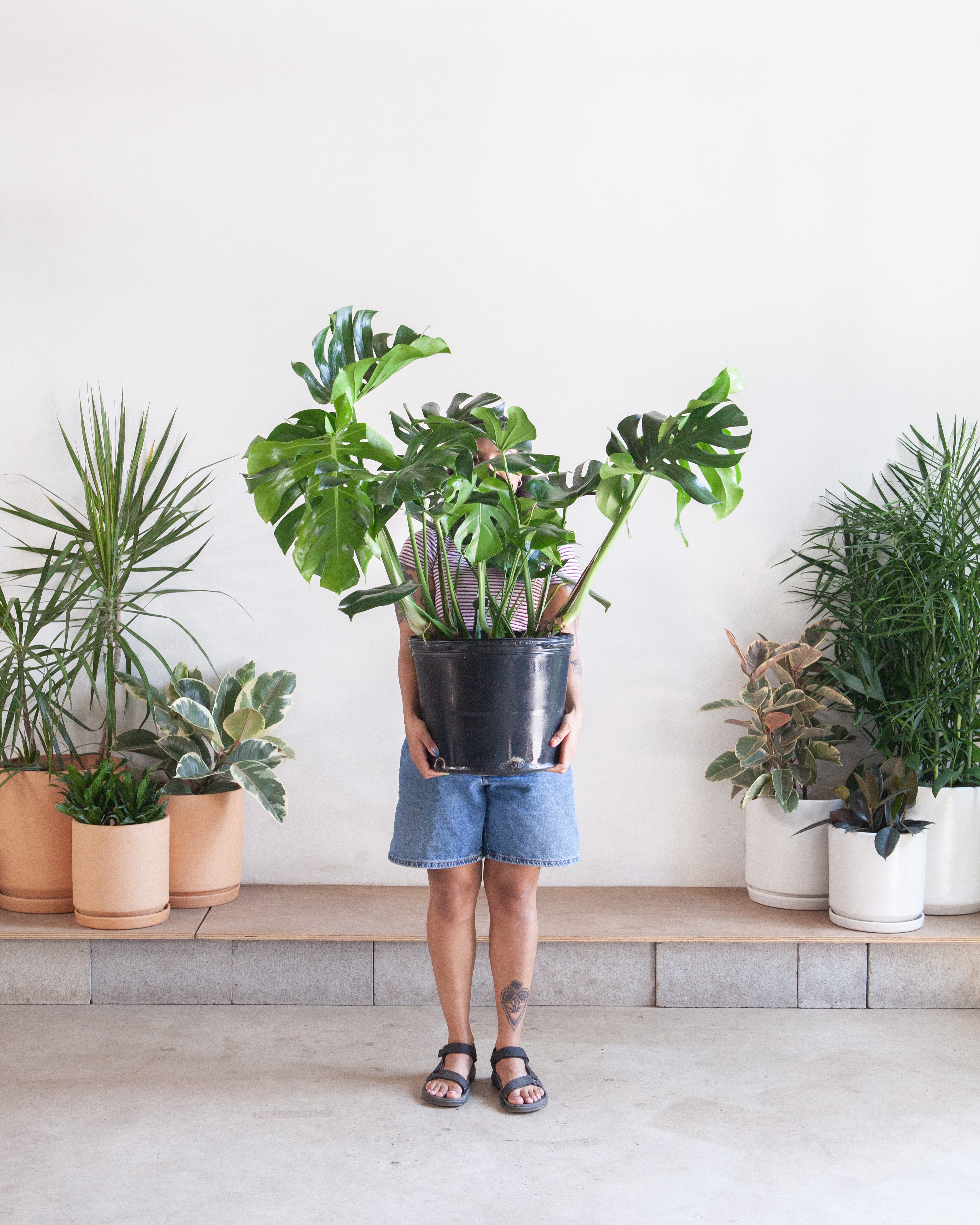 monstera deliciosa pot Swiss Cheese Plant: Monstera deliciosa - 14 inch pot