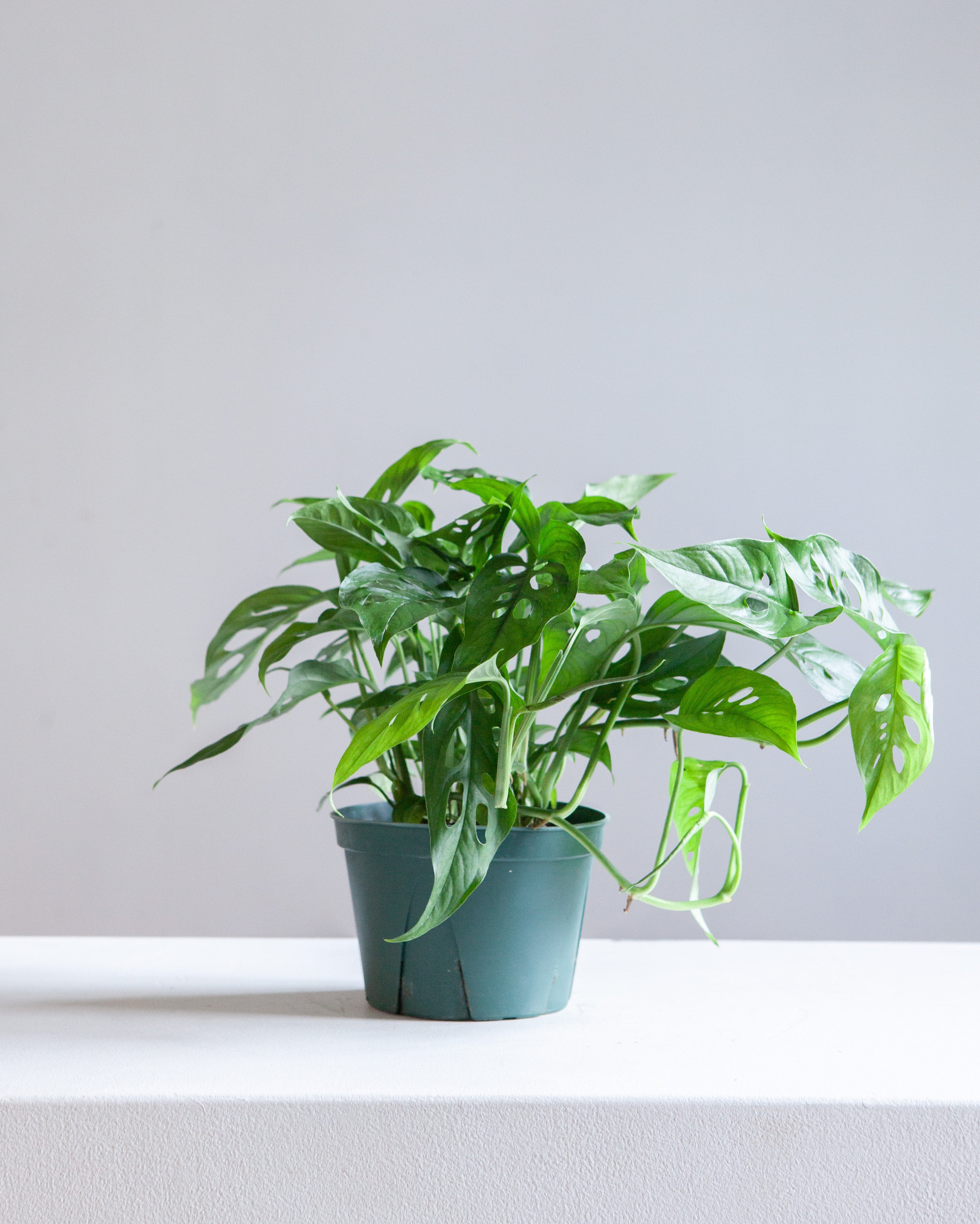 MONSTERA 'LANIATA' 6" Grower Pot *COLLECTOR PLANT*