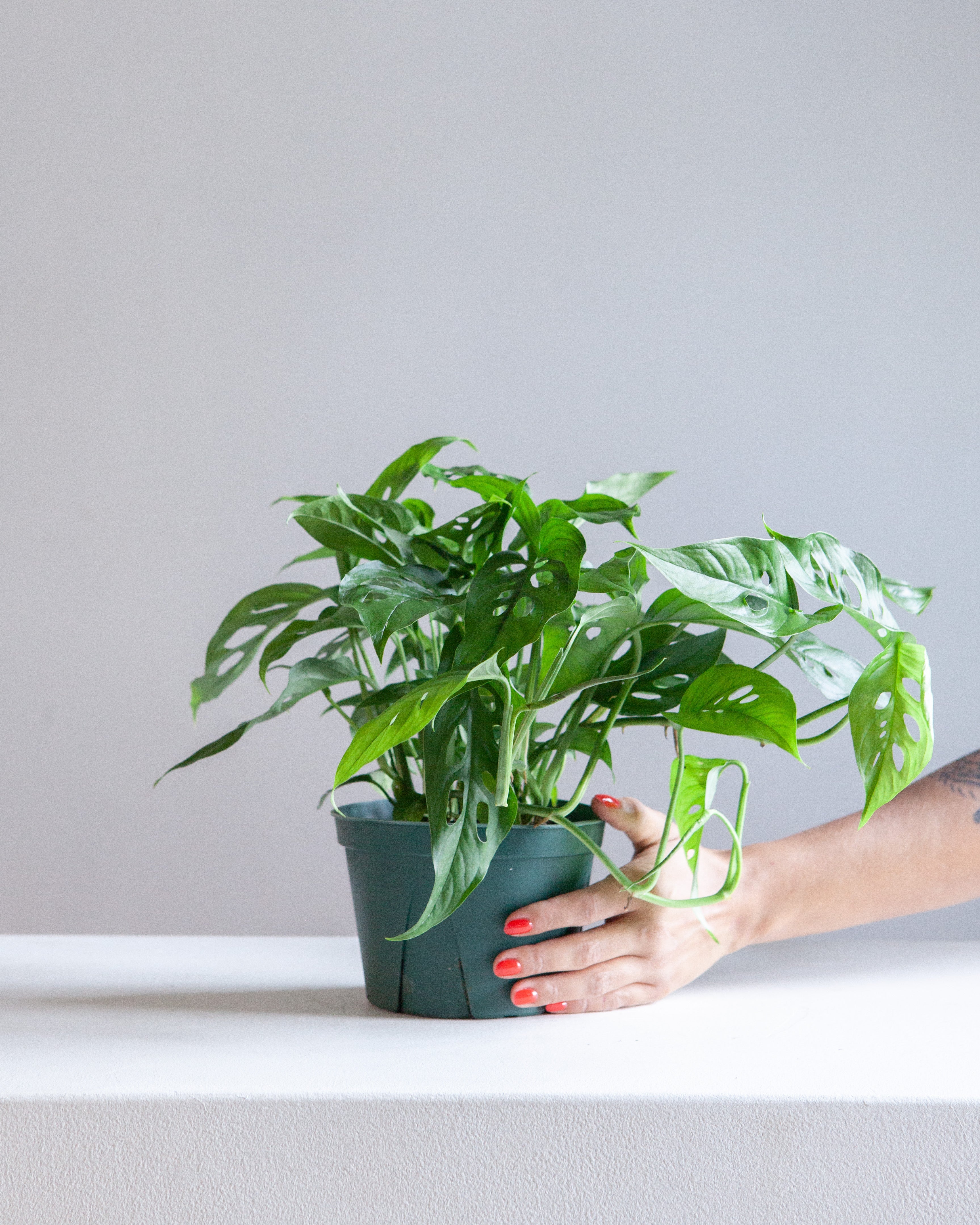 MONSTERA 'LANIATA' 6" Grower Pot *COLLECTOR PLANT*