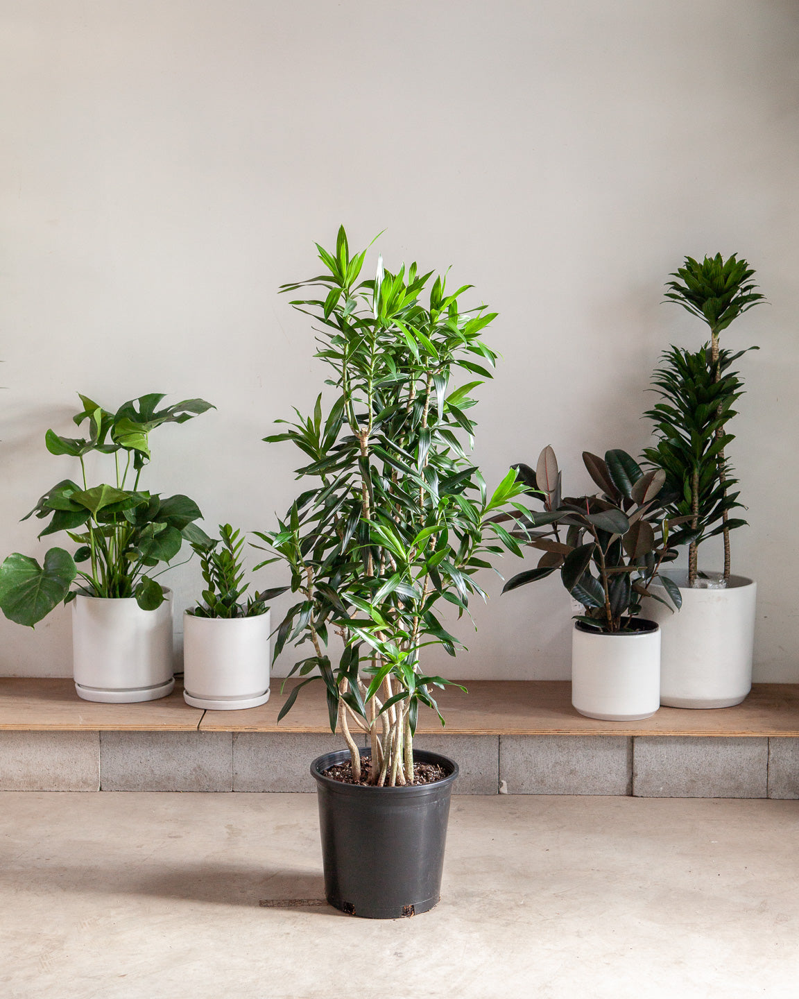 Pleomele: Dracaena reflexa - 14 inch pot