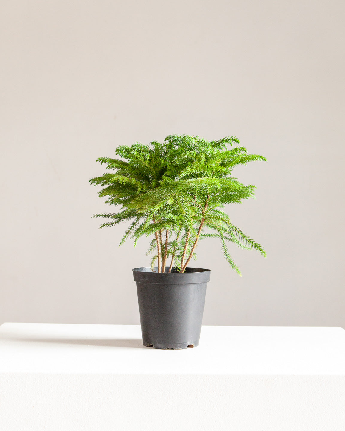Norfolk Island Pine: Araucaria heterophylla - 6 inch pot