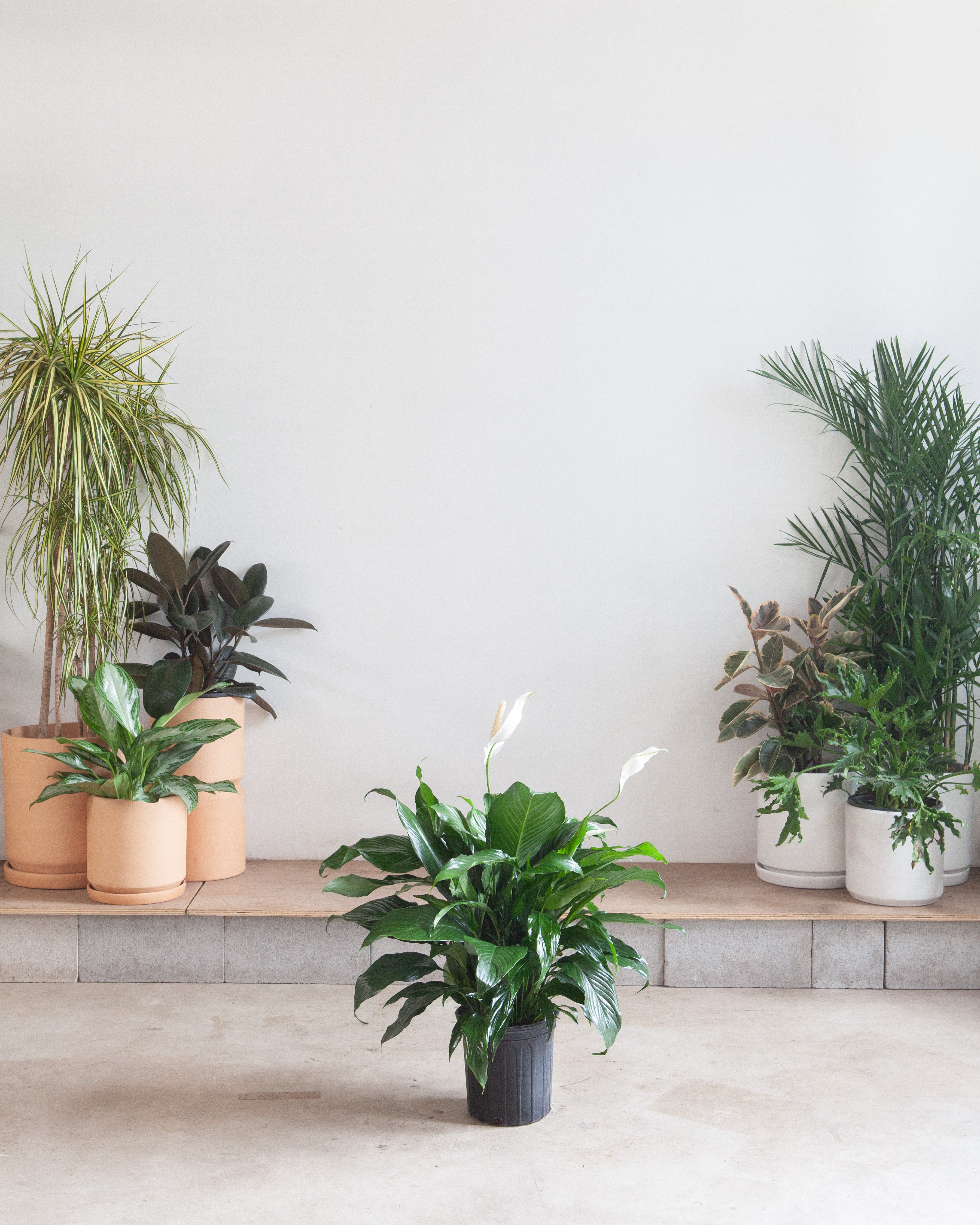 SPATHIPHYLLUM SWEET PABLO 'PEACE LILY' 10" Grower Pot