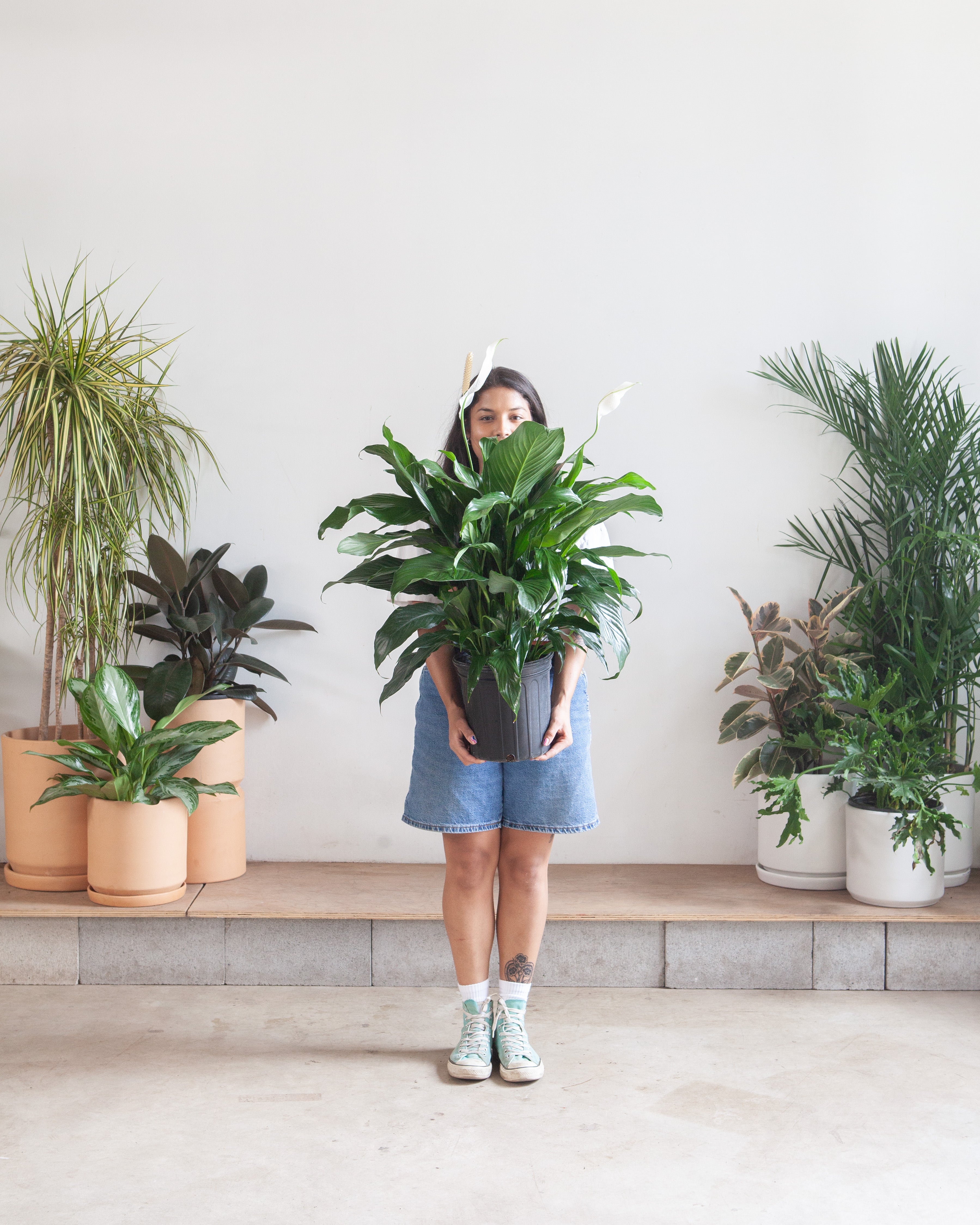 SPATHIPHYLLUM SWEET PABLO 'PEACE LILY' 10" Grower Pot
