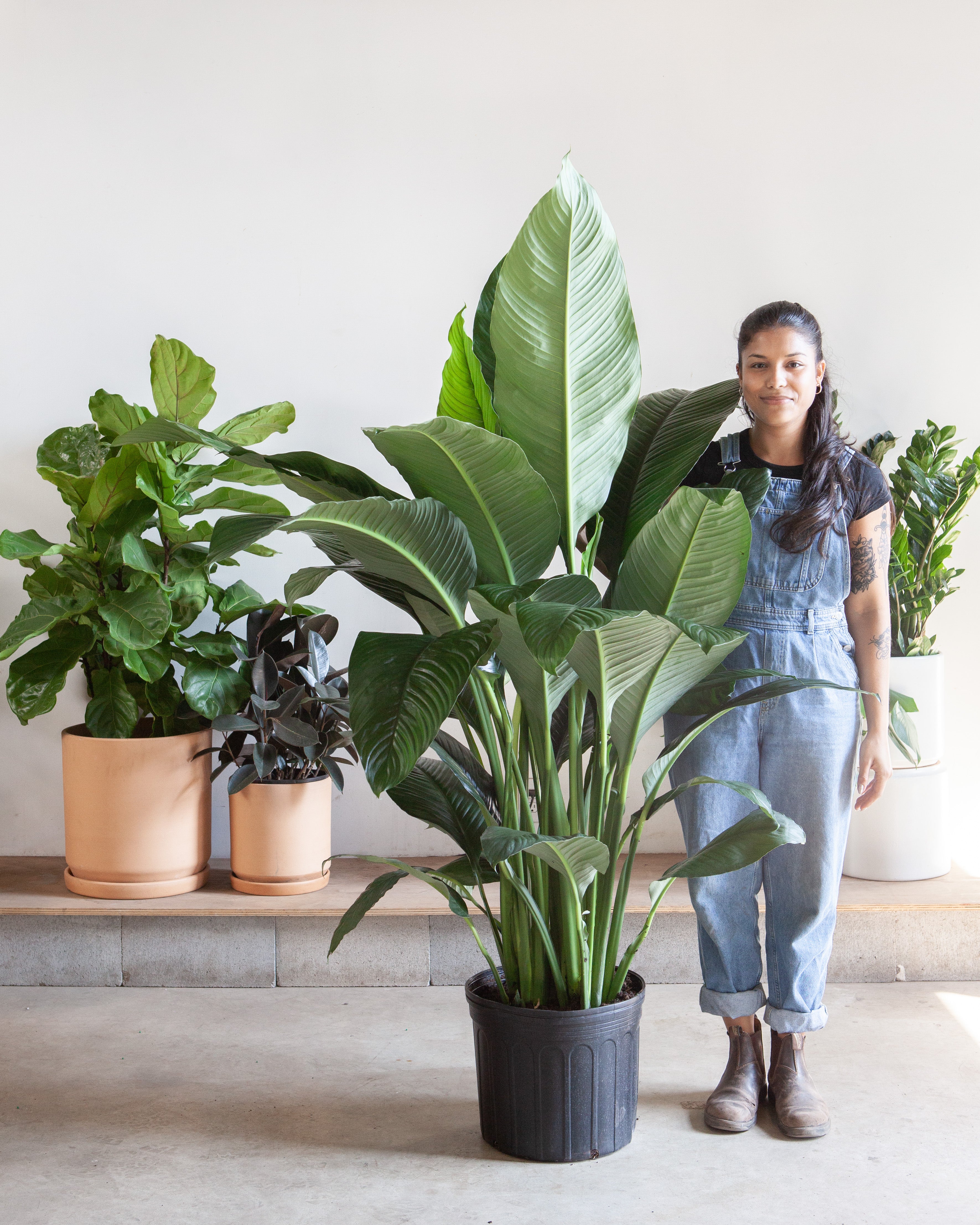 Sensation Peace Lily: Spathiphyllum - 14 inch pot