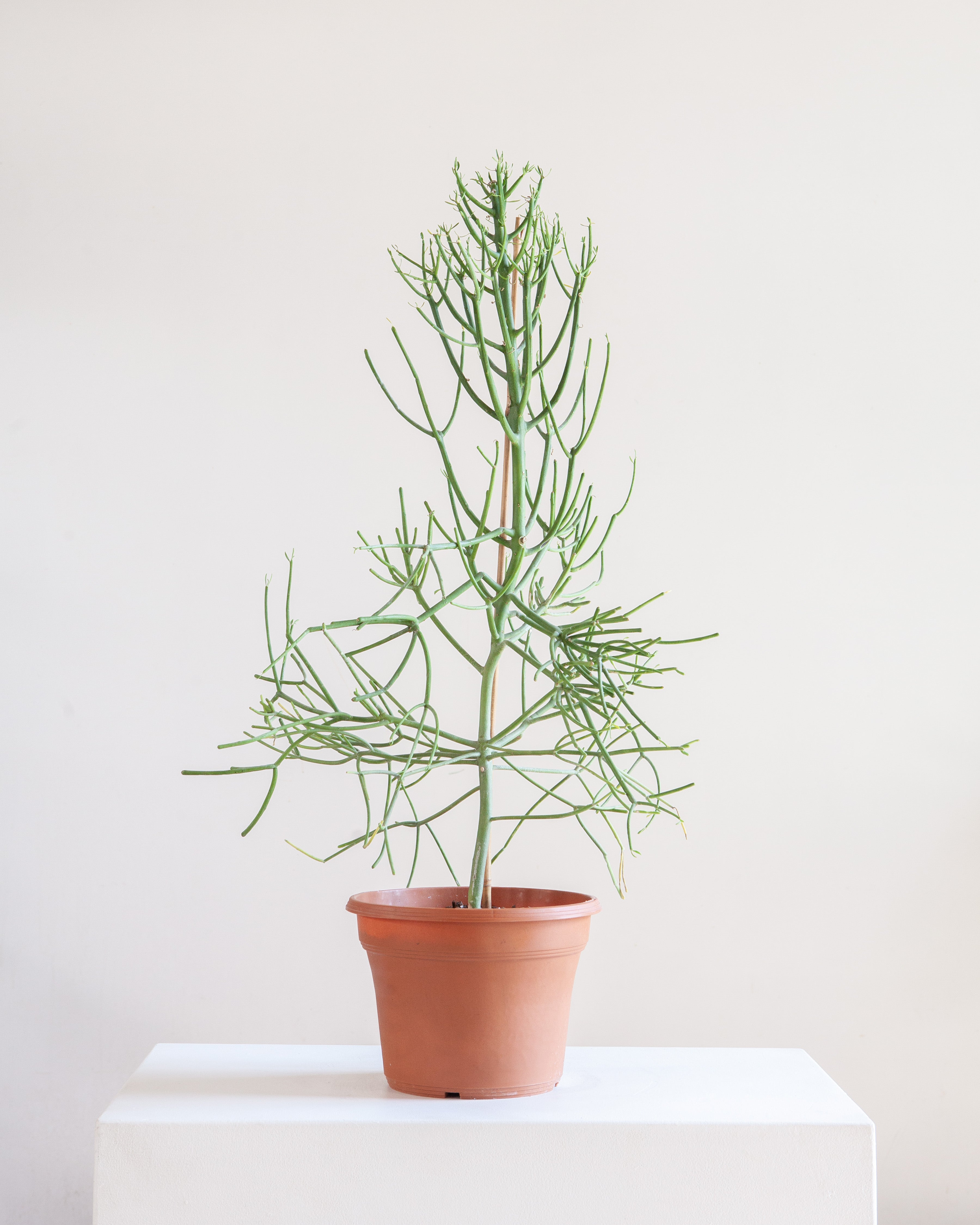 TREEFORM PENCIL CACTUS 10" Grower Pot