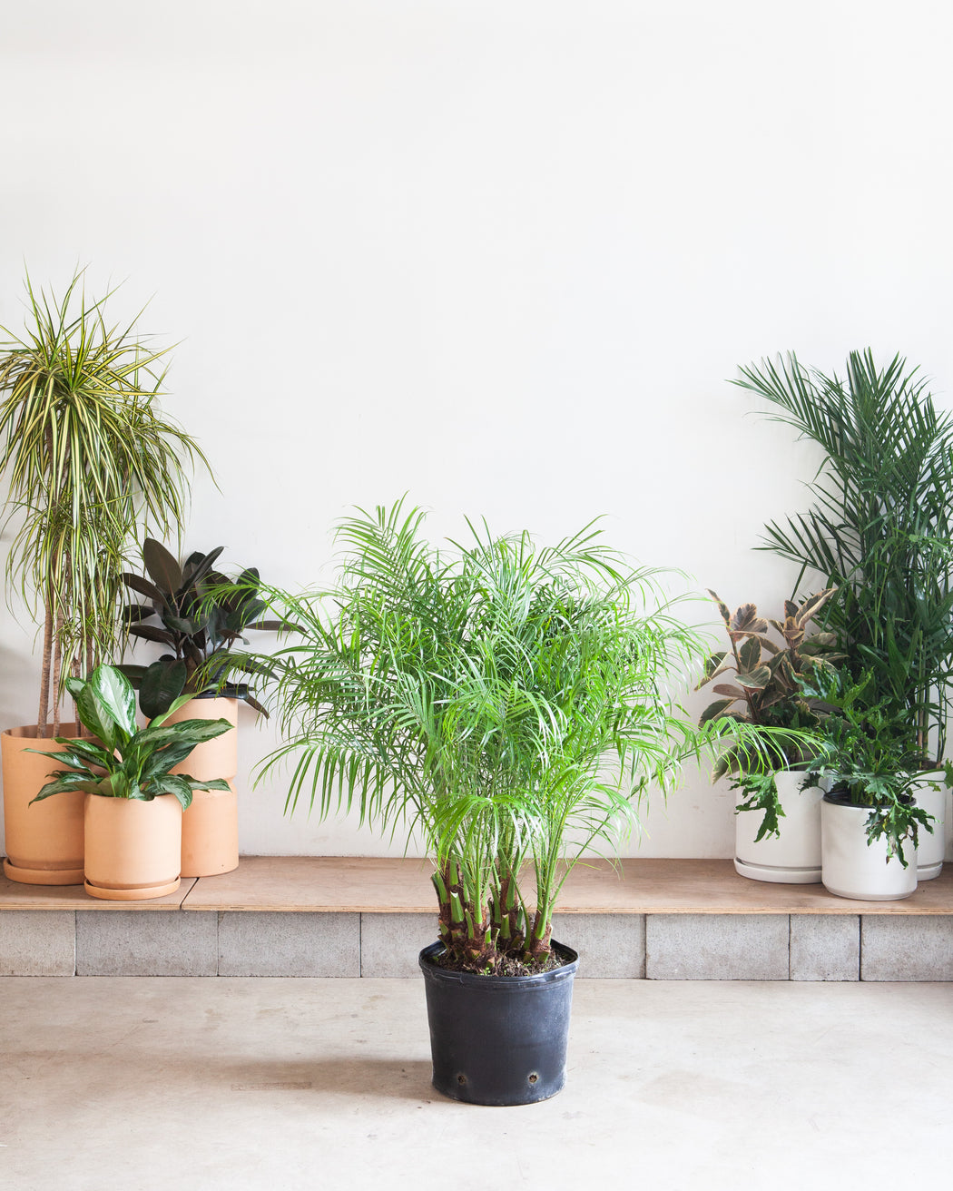 PHOENIX ROBELLINI PALM 14 Inch. Grower Pot (~3-4' tall)