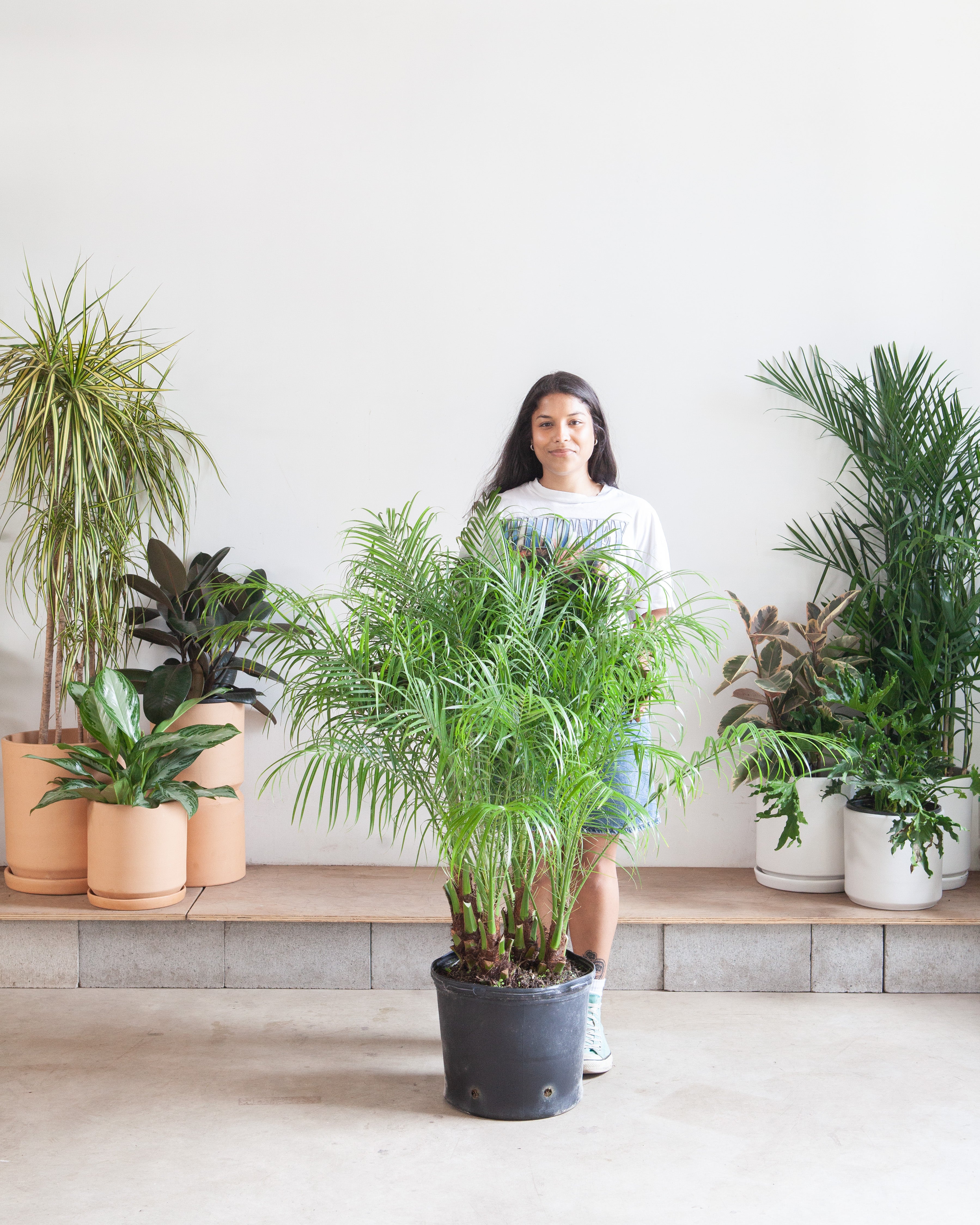 roebelenii palm house plant Date Palm: Phoenix roebelenii - 14 inch pot