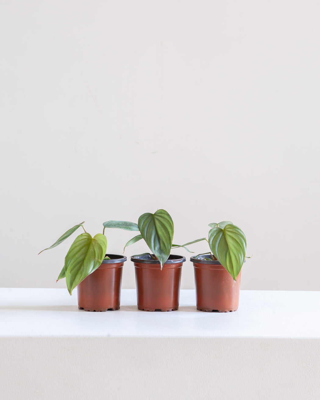 PHILODENDRON 'COLOMBIA 4" Grower Pot *COLLECTOR PLANT*
