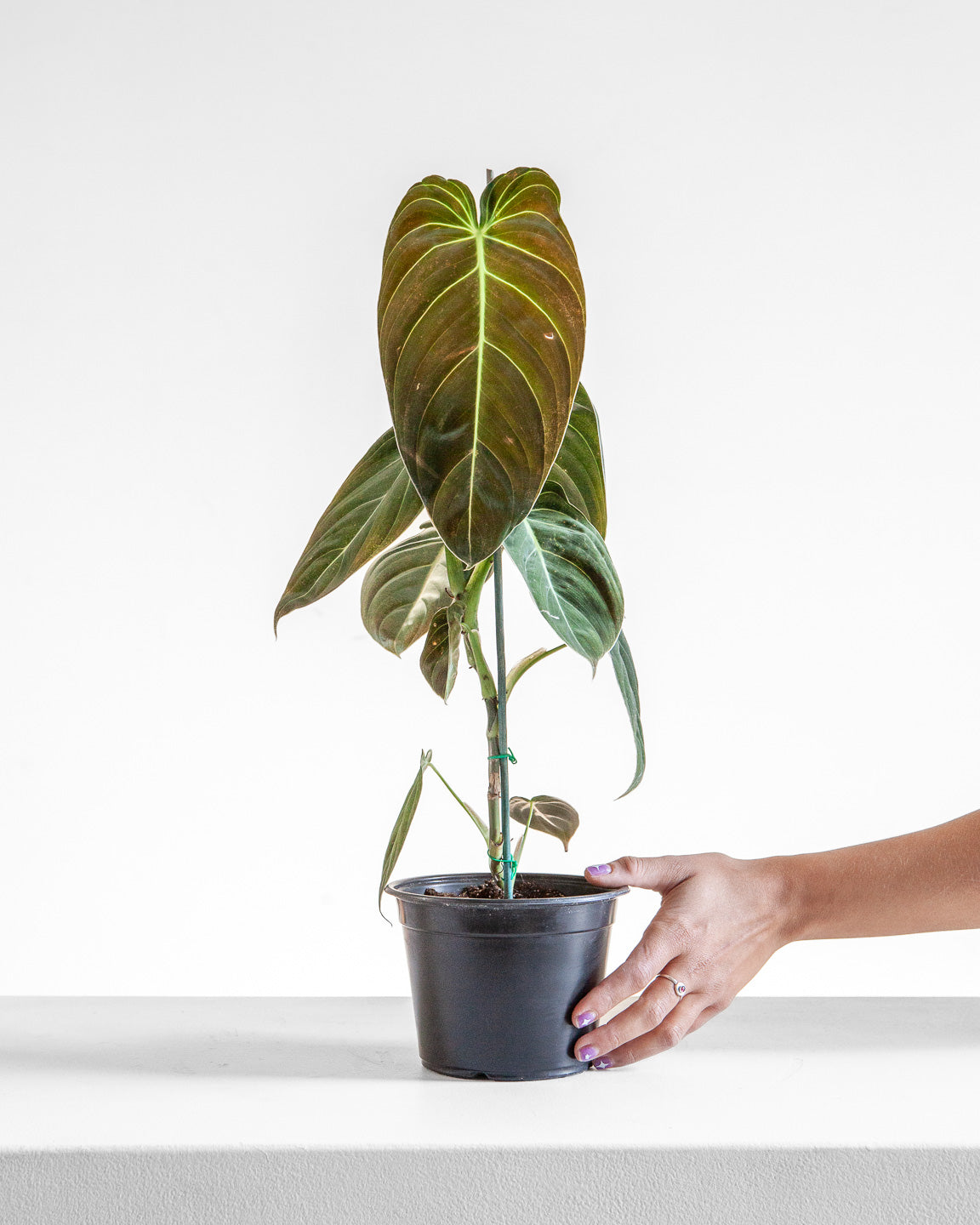 philodendron melanochrysum uk PHILODENDRON 'MELANOCHRYSUM' 6" Grower Pot *COLLECTOR PLANT* – Dynasty Plants