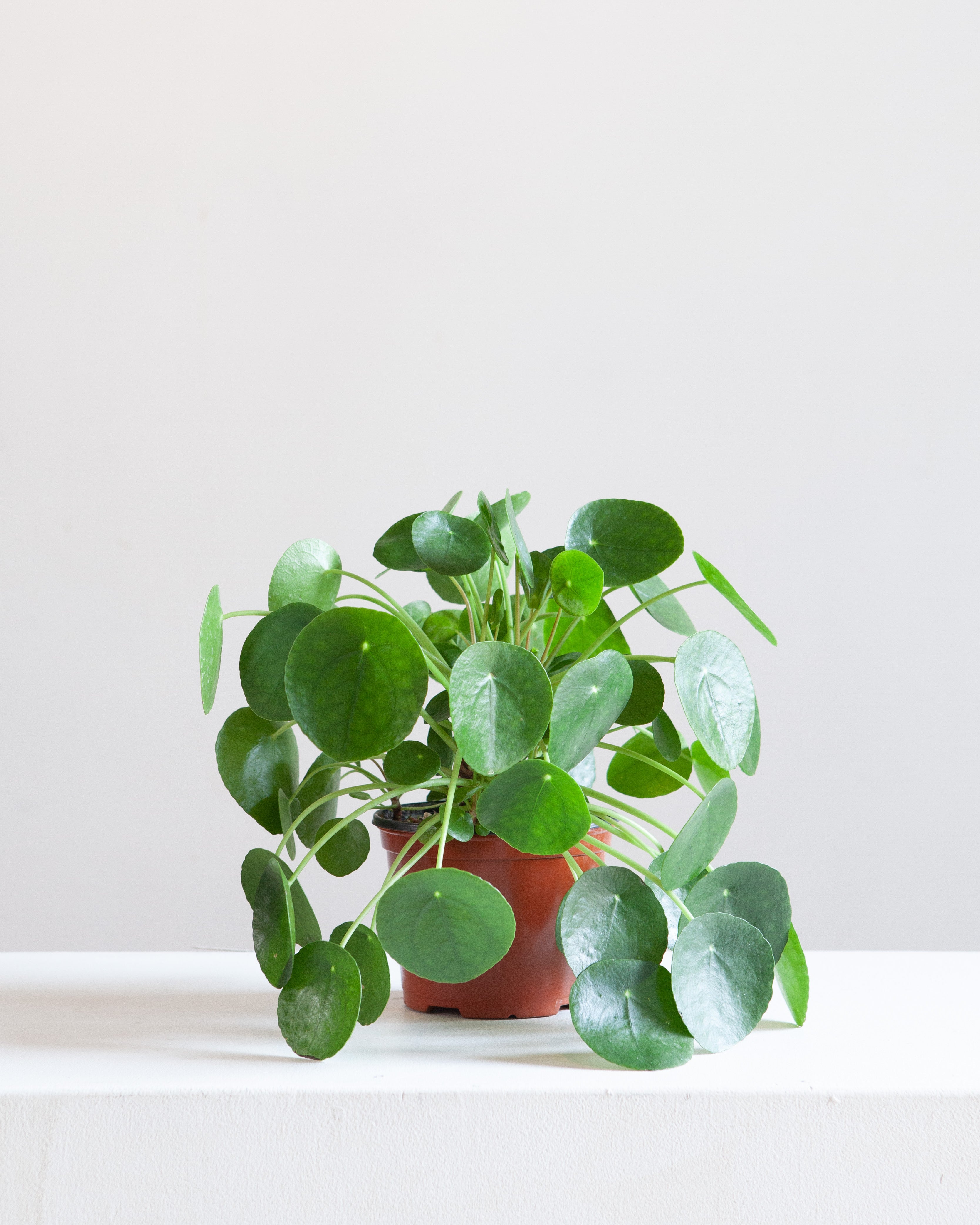 Pass It On Plant: Pilea peperomioides - 6 inch pot