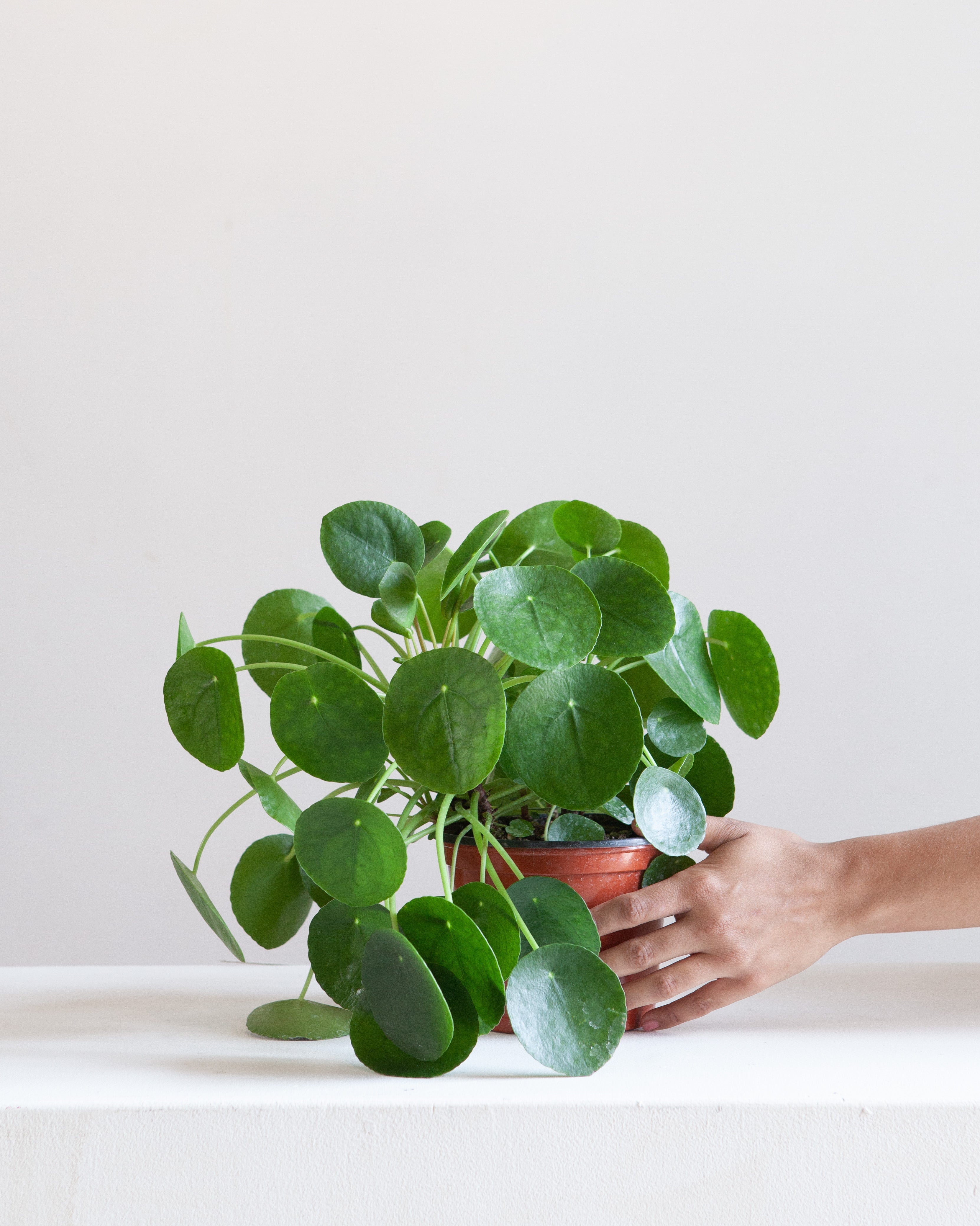 Pass It On Plant: Pilea peperomioides - 6 inch pot