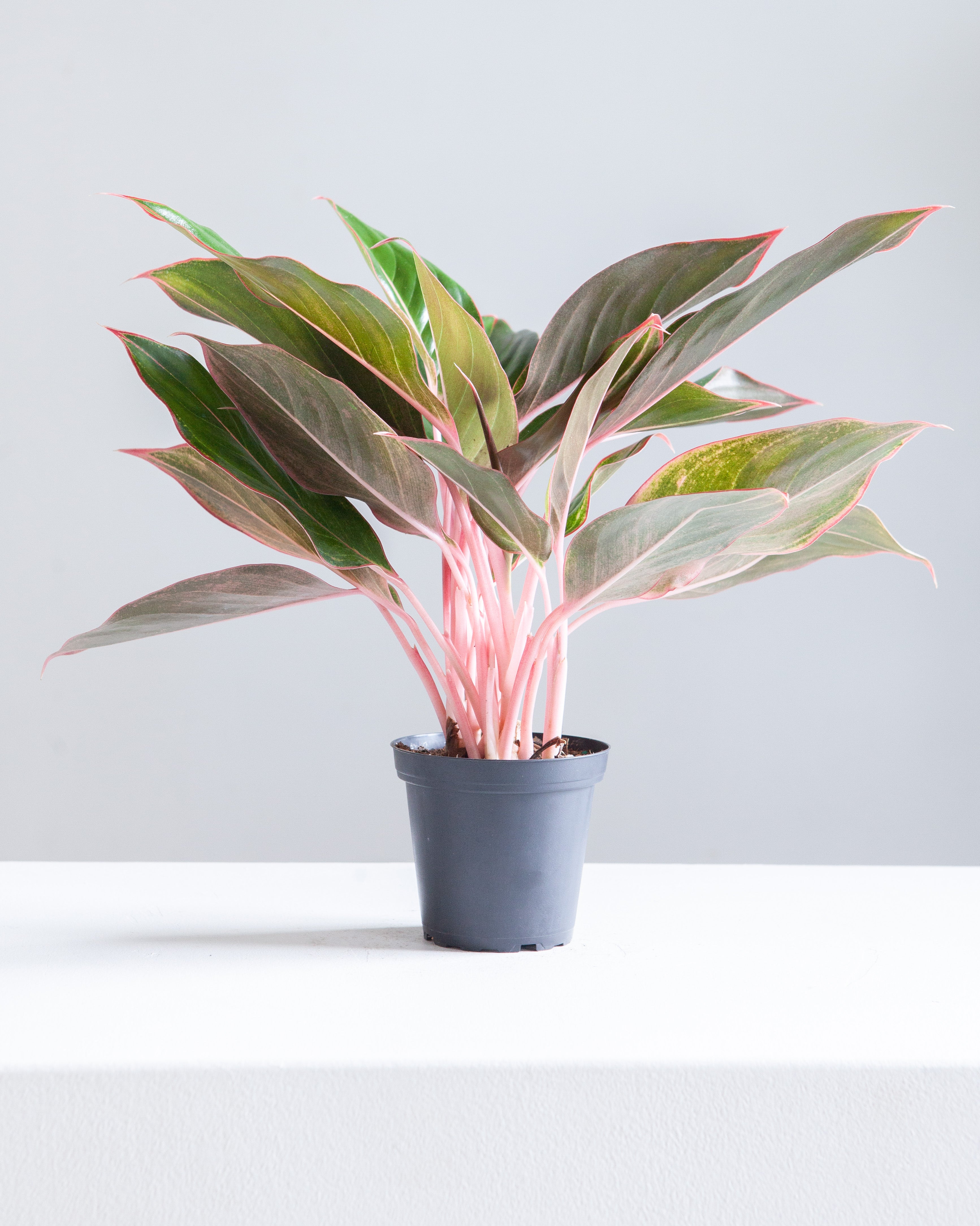 aglaonema pot AGLAONEMA 'PINK DIAMOND' 5" Grower Pot – Dynasty Plants
